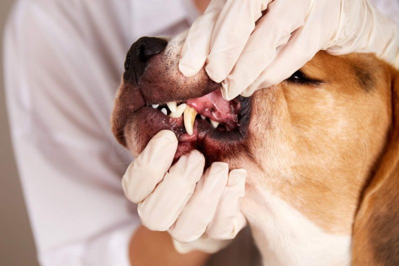 Periodontal Disease in Dogs: Symptoms, Causes, & Treatments