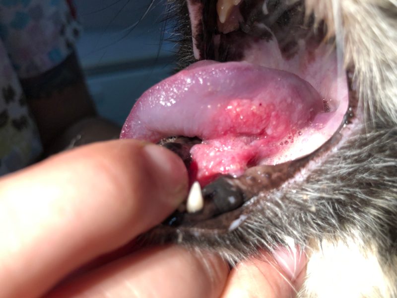 Feline Oral Squamous Cell Carcinoma: Our Vet Explains the Causes, Signs & Care