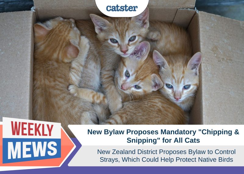 New Bylaw Proposes Mandatory “Chipping & Snipping” for Cats in New Zealand Which Could Protect Native Birds
