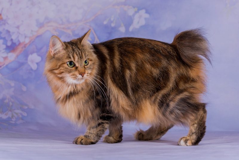 Japanese Bobtail Longhair: Info, Pictures, Care, & Traits