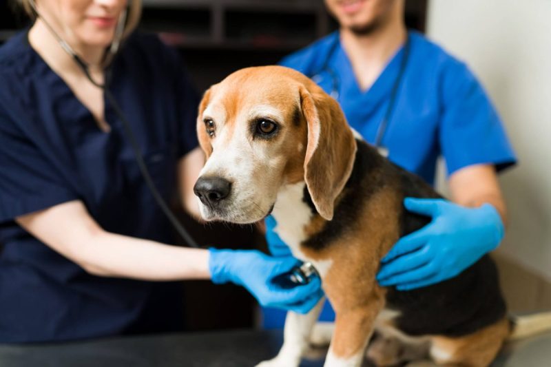 Lymphoma in Dogs: Symptoms, Causes, & Treatments
