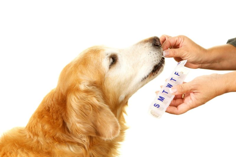 Ketoconazole for Dogs: Uses, Dosage, & Side Effects