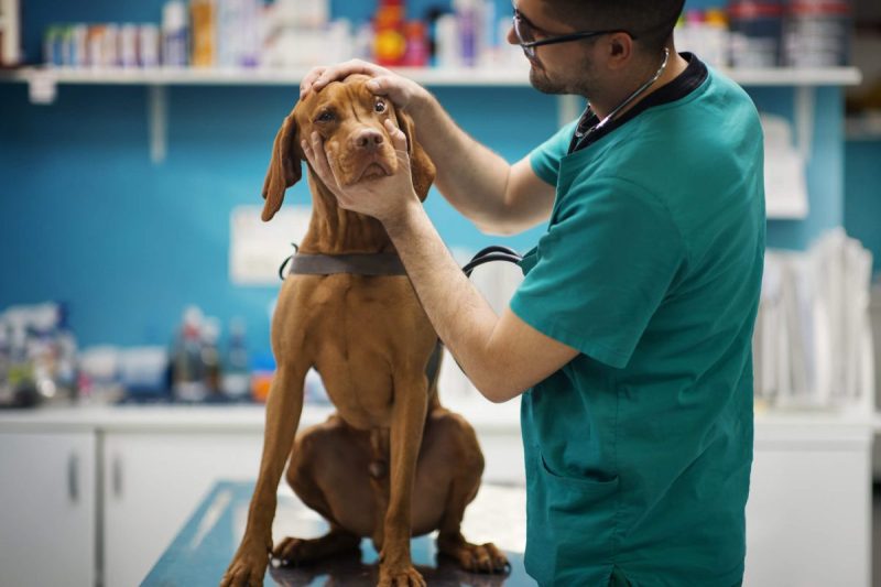 Peripheral Vitreous Degeneration (PVD) in Dogs: Symptoms, Causes, & Treatments