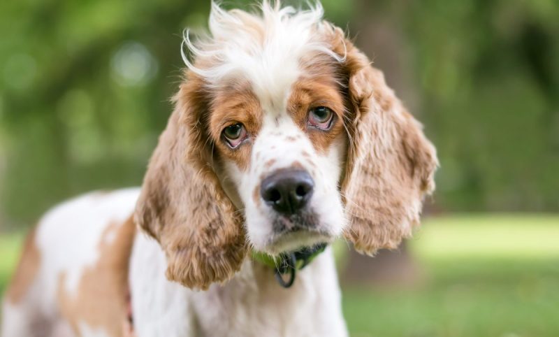 Ectropion (Droopy Eye) In Dogs: Symptoms, Causes, & Treatments