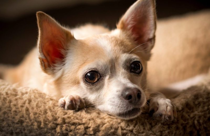 Open Fontanel In Dogs: Symptoms, Causes, & Treatments