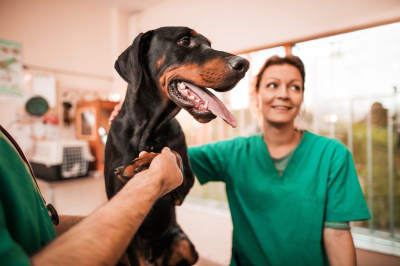Thrombocytopenia In Dogs: Symptoms, Causes, & Treatments
