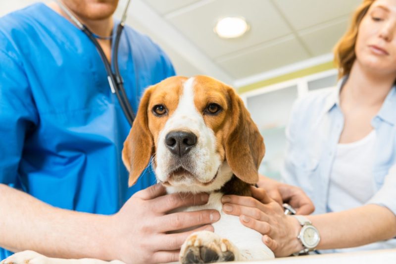 Uremia in dogs is a serious medical emergency that happens when waste products and toxins that are normally filtered by the kidneys build up in the bloodstream where they can spread throughout the body. This can occur when the kidneys suffer damage or when obstructions appear in the urinary tract.
When toxins in the blood aren’t properly filtered, they flow through the body via the bloodstream and can affect any of the body’s systems, including the urinary, digestive, respiratory, nervous, and immune systems among others. Here’s what you should know about the symptoms, causes, and treatments for uremia in dogs.
Symptoms of uremia in dogs
The symptoms of uremia in dogs can vary, as the condition can affect any of the body’s essential systems and functions. In the early stages, dogs may appear to be in mostly normal health, but they may seem depressed or lethargic. Gradually, they may begin to feel worse and present visible symptoms.
If your dog suffers from kidney disease or damage, has a urinary tract blockage, or ingests toxic chemicals and you see the signs of uremia, then you must <strong>consult your veterinarian right away</strong> for a proper diagnosis and treatment. The condition can be fatal if left untreated.
If you see any of the following signs of uremia in your dog, then you should consult your vet immediately:
Diarrhea
Blood in stool
Vomiting
Loss of appetite
Decreased or increased urination
Listlessness
Dry coat
Brownish-colored or inflamed tongue
Foul breath (smells of ammonia)
Mouth ulcers
Fever
Abnormal pulse (rapid or slow)
Enlarged kidneys that are firm and sensitive to palpitation
Pneumonia
Digestive tract bleeding
Multiple organ failure
Seizures
Coma
Causes of uremia in dogs
There are several possible causes of uremia in dogs. Any medical condition that leads to poor kidney function or blocks the body from eliminating waste can increase the chances of uremia. If you see signs of kidney failure or urinary tract blockage in your dog, then it is important to also watch for the signs of uremia.
Here are several factors that can cause uremia in dogs:
Ingestion of toxic substances or chemicals (antifreeze, mercury, painkillers, etc.)
Kidney inflammation, disease, damage, or failure
Kidney or urinary tract stones
Foreign objects in the urinary tract
Heat stroke
Dehydration
Heart failure
Excessive bleeding
Excessive meat consumption
Treatments for uremia in dogs
Treatment for uremia in dogs depends on the cause of the condition. If a dog ingests a toxic substance, then the vet will work to remove or neutralize it. They can do this with gastric lavage, which cleans the stomach, or by giving the affected dog activated charcoal. Sometimes a specific antidote can also be used depending on which substance has been ingested.
Vets may use other treatments for obstructions which can cause uremia. For example, urinary tract or kidney stones may be treated with medications that break down the stones or with a technique that breaks stones apart using sonic vibrations. Blockages may have to be removed surgically. 
Fluid therapy and dietary changes may restore fluid balance in the body, reduce the workload of the kidneys, and reduce toxin buildup in the blood. Diuretics can help restore normal urination and remove waste from the body. Dialysis or surgery may be needed in cases where the kidneys have suffered severe damage.
However, even with treatment, the mortality rate for dogs who suffer from uremia is as high as 50 percent. If your dog suffers from uremia, then you must follow veterinary instructions and monitor your dog’s condition closely.
This post appeared first on dogtime.com Uremia In Dogs: Symptoms, Causes, & Treatments