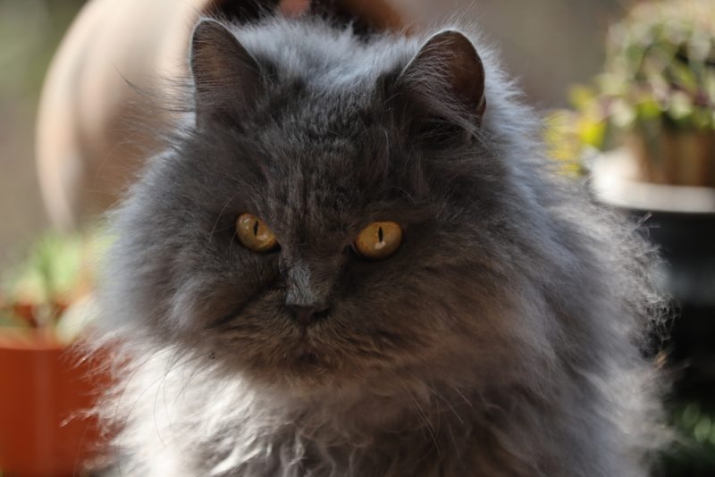 CharacteristicsHistoryRise in PopularityFormal RecognitionUnique FactsDo They Make a Good Pet?
The Blue Persian is a gorgeous feline. Like all Persian Cats, the Blue is a medium-sized cat with a large face and a beautiful flowing coat. They are affectionate and calm, but their coat requires extra care. Persian cats are believed to be thousands of years old, originated from Persia, and were some of the first cats to be shown. They were featured in the London cat show of 1871.
Breed Overview
Height:
10–15 inches
Weight:
7–12 pounds
Lifespan:
15–20 years
Colors:
Blue
Suitable for:
Loving owners with quiet homes and warm laps
Temperament:
Loyal, affectionate, playful, chatty, gentle
.breeds-overview { background: #f4fbfb!important; }.breeds-overview .breeds-overview__item p:nth-child(1) { color: #000000!important; }
Persian cats come in various colors, but white, black, and blue are among the most commonly seen. The Blue Persian is a gray color, which can vary from light gray to dark slate gray. Other than the color, they share the same physical characteristics as other Persians, so they have a long, luscious coat, as well as a somewhat squashed face.Since they’re sensitive to loud noises, the Blue Persian may not be the best companion for families with young children or other pets.
Blue Persian Cat Breed Characteristics
Energy
+ 
A high-energy cat needs a lot of physical and mental stimulation to keep healthy and happy, while a low-energy cat needs minimal physical activity, but still needs mental stimulation. When choosing a cat, It’s important to ensure their energy levels match your lifestyle.
Trainability
+ 
Cats that are easy-to-train are more willing and skilled at quickly learning prompts and actions with minimal training. Harder-to-train cats are usually more stubborn or aloof and require a bit more patience and practice.
Health
+ 
Certain cat breeds are more prone to various genetic health problems, and some more than others. This doesn’t mean that every cat in those breeds will have these issues, but they do have an increased risk, so it’s important to understand and prepare for any additional needs they may require.
Lifespan
+ 
Due to their size or potential genetic health issues of a specific breed, some cats have shorter lifespans than others. Proper nutrition, exercise, mental stimulation, and hygiene also play an important role in your cat’s lifespan and quality of life.
Sociability
+ 
Some cat breeds are more social than others, both towards humans and other cats and animals. Cats that are more social have a tendency to rub up on strangers for scratches or jump on laps for cuddles, while cats that are less social shy away, hide, are more cautious, and even potentially aggressive. No matter the breed or gender, it’s important to socialize your cat and expose them to many different situations.
The Earliest Records of Blue Persian Cats in History
Although their origin is somewhat disputed, the Persian Cat is an ancient breed. There is evidence of hieroglyphs depicting long-haired cats with a strong resemblance to the breed, suggesting their early ancestors could be thousands of years old.
Early written records from the 16th Century specifically mention the Persian Cat, and what would become the modern Persian Cat was shown at the first-ever cat show in London in 1871.
How The Blue Persian Cat Gained Popularity
After appearing at the London cat show, the Persian became very popular with cat lovers in the UK. Queen Victoria was known to be a fan and kept several Persians throughout her life. This popularity with royalty also saw the breed become increasingly popular with the upper classes and helped them become beloved in other European countries.
By the late 19th Century, Persians had made their way to the U.S., where owners became equally enamored with the breed. Due to their appealing personality and adaptability, they became beloved pet cats.
Formal Recognition of Blue Persian Cats
The Persian’s appearance at the first-ever cat show, Queen Victoria’s love of the breed, and their rising popularity with the upper classes meant that the Persian was not only recognized by formal cat fanciers’ associations but was one of the foundation breeds of the Cat Fanciers’ Association in 1906.
Since then, most associations worldwide have recognized them, and a range of colors has been accepted as standard. Along with white and black, blue is one of the more common and easily located colors. The breed’s longevity and popularity have seen it become one of the most widely pedigreed cats in the world and the U.S.
 
Top 5 Unique Facts About Blue Persian Cats
1. They Didn’t Always Have a Flat Face
One of the most recognizable traits of Persians is their flat faces. However, the breed hasn’t always had this distinctive feature. In the 1950s, a cat was born with a genetic condition that caused a flat face. Breeders took to this feature and bred it into the Persian line. Today, it is considered part of the breed standard.
2. They Are High-Maintenance Cats
The Persian cat requires extensive grooming to stay healthy. Owners need to brush them daily and wipe tears away from their eyes using wipes. Brushing will prevent the coat from becoming matted and uncomfortable.
3. They Make Great Lap Cats
The Persian is known for being loyal and loving, as well as for being sweet and gentle-natured. They love being in warm areas, which is why they make great lap cats. Owners can expect their Blue Persian to curl up on their lap whenever they sit to watch TV.
4. Persians Are Not Great for Young Children
Although they’re affectionate to humans, they don’t like loud noises or too much activity. This means the Persian is not the best choice for families with young children. They can also struggle in houses with other pets, especially if they are dogs that want to play and chase the cat.
5. They’re Not the Most Athletic Cats
Stocky bodies and somewhat short legs mean that the Persian isn’t great at making the big jumps that cats are renowned for. They certainly don’t struggle to jump up on their owners’ laps, but they are unlikely to be found on top of counters or shelves.
Does The Blue Persian Cat Make a Good Pet?
The Blue Persian can make an excellent pet for the right owner. They are loyal, loving, and gentle. They adore humans and enjoy curling up on their laps. However, they’re not tolerant of loud noises, energetic pets, or wild children.They are also better kept indoors rather than outdoors, especially in cold climates, and their beautiful long coats require quite a lot of care and maintenance. As long as you have a quiet home and the time to dedicate to regular grooming, the Blue Persian makes an excellent pet.
Conclusion
The Blue Persian is one of more than a dozen available Persian Cat colors. The gray color can range from light to much darker, but regardless of hue, the breed is recognized for their beautiful coat, large eyes, and flat face.
Persians are ancient felines and one of the foundation breeds of the Cat Fanciers’ Association. They became popular first in the UK, then the rest of Europe, and finally in the U.S. If you have the time to groom them and prefer calm felines, they make excellent pets and companions.
<strong>See also:</strong> Grey Persian Cat Breed: Info, Pictures, Care & Facts
Sources
ASPCA Pet Insurance
Web MD
Featured Image Credit: Nature lapse, Shutterstock
 How useful was this post? 
 <i></i> 
 <i></i> 
 <i></i> 
 <i></i> 
 <i></i> 
  Submit Rating  
 Help us improve Catster for pet parents! 
 Your feedback really matters. 
 What did you like about this post? Also how can we improve it? 
   Submit Feedback  
This post appeared first on catster.co Blue Persian Cat Breed: Info, Pictures, Care & Facts