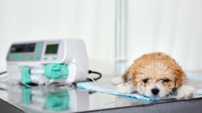 Renal or kidney failure in dogs happens when the kidneys are no longer able to properly filter nitrogen and other waste from the bloodstream. It’s imperative to learn the signs of kidney dysfunction, along with the causes and treatments, in order to know how best to help your dog if they begin showing any symptoms. An early diagnosis can be key in protecting your pup’s long-term outcome.
Acute versus chronic kidney failure
Kidney failure can be an acute condition that appears suddenly with severe symptoms or it can be a chronic condition that appears over time. In the latter case, symptoms may be mild and gradually worsen until they are noticeable. Whereas, in acute renal failure, a dog’s symptoms tend to progress quickly. This form of the condition can be the result of exposure to toxins, severe kidney infection, or other causes.
On the other hand, chronic renal failure in dogs (CRF) can be caused by kidney disease, a urinary blockage, genetics, and other factors. If you see the signs of acute or chronic kidney failure in your dog, then you must get to a veterinarian right away for a proper diagnosis and treatment.
Accordingly, we’ve compiled what you should know about the symptoms, causes, and treatments for both acute and chronic kidney failure in dogs.
Symptoms of renal failure in dogs
The symptoms of acute and chronic renal failure in dogs are similar in nature, though they vary in both severity and how quickly the onset of symptoms present.
Dogs who suffer from chronic renal failure may not show any signs or symptoms may be so mild that they’re unnoticeable at first. Over time, signs of kidney dysfunction gradually get worse as the condition progresses.
Conversely, symptoms of acute renal failure come on suddenly and severely, are very noticeable, and require immediate emergency treatment.
If you see any of the following signs of kidney failure in your dog, then get to your veterinarian immediately:
Increased thirst and urination
Dehydration
Blood in urine
Vomiting
Bad breath
Pale gums
Diarrhea
Black stool
Constipation
Stomach, intestine, or mouth ulcers
Brownish tongue
Loss of appetite
Weight loss
Lethargy
Fever
Disorientation
Changes in mental state
Loss of coordination
Sudden blindness
Collapse
Seizures
Coma
Causes of renal failure in dogs
There are several possible causes of acute and chronic renal failure in dogs.
Acute renal failure often happens when dogs are exposed to poison or toxins. This is especially true during winter months when dogs have access to antifreeze, increasing their odds of suffering from ethylene glycol toxicity and uremia. Toxic foods, certain drugs, poisonous plants, other chemicals, and snake or insect bites — as well as stings — are also potential causes of poisoning that can lead to acute renal failure.
Acute renal failure can be caused by severe infection, especially one stemming from the Leptospira bacteria, which is acquired from drinking water contaminated by infected animals.
Anaphylactic shock, injury, heart failure, blood clots, Addison’s disease, pancreatitis, liver failure, high or low blood pressure, Lyme disease, urinary tract rupture, or several other conditions may also cause acute renal failure in dogs. Anything that decreases blood flow through the kidneys is a potential cause.
Chronic renal failure in dogs can be caused by multiple instances of acute renal failure. Albeit, sometimes the condition is just a consequence of age, as the kidneys suffer from usual wear and tear. Oftentimes, it results from kidney disease, a blockage of the urinary tract such as bladder or kidney stones, use of certain prescription medications, or genetic factors.
Some breeds have a predisposition to chronic renal failure, including Bull Terriers, Cairn Terriers, English Cocker Spaniels, German Shepherds, and Samoyeds.
Treatments for renal failure in dogs
Treatment for acute renal failure and chronic renal failure in dogs usually begins with intravenous fluids to help remove toxic waste from the blood, improve hydration, and slow progression of the condition.
Dogs who don’t respond to intravenous fluids may also need dialysis or hemodialysis. The veterinarian may temporarily put in a feeding tube for dogs who suffer from extreme loss of appetite.
Antacids such as famotidine, ranitidine, or omeprazole may be given to dogs to help with diarrhea and vomiting. If it is suspected that the condition is the result of toxin ingestion, then activated charcoal may be given to bind the substance and help to remove it from the body through feces, urine, or vomit.
Generally, dogs who go through renal failure need dietary changes so they consume less protein, phosphorus, and sodium. They may need elevated levels of potassium and fatty acids added to their diets.
The prognosis for dogs with diagnosed kidney failure
The prognosis for treatment varies, as does the extent of treatment. Both are dependent upon the cause of your dog’s renal failure and the severity of their condition. Moreover, your dog and their health, temperament, will to survive, and overall resilience are just as important in predicting your pup’s outcome. Once you notice signs of kidney dysfunction in your dog, it’s important to act swiftly — preventing or minimizing potential further damage to your dog’s renal system. Your vet will prescribe the best course of action based on your dog’s specific needs.
Remember, your proactive response and unwavering support of your furry friend can help ensure they are able to adapt to any necessary life changes. In doing so, you can give your pup the best odds of being able to enjoy a long, healthy life by your side.
Be sure to bone up on other causes of kidney disease in dogs — including Fanconi Syndrome — as well as how the disease can cause proteinuria, or excess protein in your pup’s urine. It’s also important to understand how to adjust your dog’s diet after they are diagnosed. Lastly, safeguard against other potential dangers to your pooch by learning about hidden toxins in your home.
This post appeared first on dogtime.com Renal (Kidney) Failure in Dogs: Symptoms, Causes, & Treatments