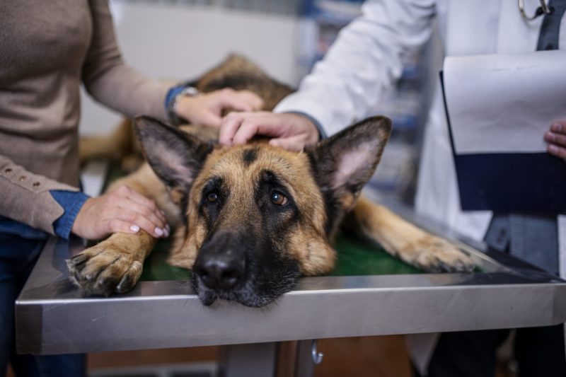 Bloat in dogs is a life-threatening condition where the stomach fills with gas and, in some cases, rotates, which puts pressure on other organs and traps blood in the stomach.
This prevents blood from returning to the heart and circulating throughout the body, and the buildup of gas can cause breathing difficulty, damage the spleen, or cause the stomach to rupture. If it goes untreated, the condition can cause dogs to go into shock or die within hours.
Bloat usually appears quickly in dogs and requires immediate emergency medical attention. The cause of bloating and twisting of the stomach, also known as gastric dilation and volvulus (GDV), isn’t fully understood. It’s also unclear whether the bloating or the twisting happens first.
If you see the signs of bloat in your dog, get to an emergency veterinarian immediately for treatment, as the condition is very deadly when left untreated.
Here’s what you should know about the symptoms, causes, and treatments for bloat in dogs.
Symptoms Of Bloat In Dogs
The symptoms of bloat in dogs come on quickly and severely. As the pulse gets quicker and weaker, shock or death can occur in as little as an hour.
This is why it’s so important to see an emergency veterinarian as soon as you notice any of the signs of bloat in your dog, even if it’s just one or two symptoms.
Here are some common symptoms of bloat:
Dry heaving (attempting to vomit without producing vomit)
Restlessness or pacing
Difficulty moving
Drooling
Panting
Difficulty breathing
Extreme abdominal distension (bloating)
Pain in the abdomen (whimpering, crying, wincing when touched)
Pale gums
Fast, weakening heartbeat
Weakness
Collapse
Causes Of Bloat In Dogs
The causes of bloat in dogs are not clear, and veterinarians don’t know if gas builds up in the stomach and causes it to twist, or if the stomach twists and causes gas to build up.
One theory is that when large dogs eat a lot of food quickly, ingest air, drink a lot of water, and then exercise, the stomach starts swinging and eventually twists around itself. However, some dogs who suffer from bloat do not have a full stomach, so that theory may not hold up.
Another theory is that — as stomach contractions weaken with age — food and air stay in the stomach for longer, which causes the stomach to grow heavy and twist.
Yet another theory says that the spleen can cause the stomach to become heavy and twist.
Regardless of the actual cause, there are some factors that put dogs more at risk for developing bloat. Eating large meals quickly, overeating, exercising after eating, stress, and having genetic relatives who suffer from bloat all make the condition more likely to appear in dogs.
Certain breeds are more predisposed to the condition, including:
Akitas
Basset Hounds
Boxers
Doberman Pinschers
German Shepherds
Great Danes
Irish Setters
Saint Bernards
Standard Poodles
Weimaraners
Male dogs are twice as likely to develop bloat as females.
Treatments For Bloat In Dogs
Treatment for bloat in dogs sometimes depends on how severe the condition is. The veterinarian may begin by putting a tube down an affected dog’s throat to release gas and decrease pressure.
If the twisting of the stomach prevents the tube from passing through, a hollow needle may be inserted through the abdomen instead.
Dogs suffering from bloat are often treated for shock with intravenous fluids, and possibly with medication. Once an affected dog is stable and the stomach is decompressed, the vet will begin emergency surgery to untwist the stomach and make sure it goes back into its normal position.
The vet may need to surgically remove damaged tissue, as well.
Relapse is common in dogs who suffer from bloat. Therefore, vets usually tack the stomach to the abdominal wall in order to stop it from twisting again.
If your dog is recovering from bloat, follow your vet’s instructions for follow up care, dietary or lifestyle changes, and at-home treatment closely.
Has your dog ever suffered from bloat? Was your vet able to treat your dog? Let us know in the comments below.
This post appeared first on dogtime.com Bloat In Dogs: Symptoms, Causes, & Treatments