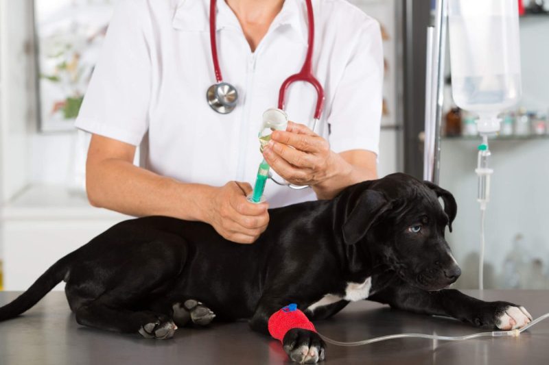 Dexmedetomidine for dogs is an FDA-approved sedative, pain reliever, and anesthetic adjunct used in veterinary practices. It acts as a highly selective alpha-2 adrenergic agonist, helping to calm the dog and reduce anxiety. The drug can be found under brand names like Dexdomitor and Sileo.
Here’s what you should know about dexmedetomidine’s uses, dosage, and side effects for dogs.
Uses of dexmedetomidine for dogs
Dexmedetomidine works by stimulating alpha-2 adrenoceptors in the central nervous system. Activation of these receptors leads to a decrease in the release of norepinephrine — a hormone involved in the body’s “fight or flight” response. This results in sedation, muscle relaxation, and analgesia. The drug’s action on the central nervous system also contributes to its anxiolytic effects, making it useful for managing stress and anxiety in dogs. Unlike some other sedatives, dexmedetomidine does not significantly depress respiratory function, which can be an important consideration in animals with compromised respiratory health.
The primary applications of dexmedetomidine in dogs include:
<strong>Sedation for minor procedures: </strong>It is often used for imaging studies, wound care, and minor surgical procedures where general anesthesia is not required.
<strong>Preanesthetic medication:</strong> Dexmedetomidine can be given before the induction of anesthesia to reduce stress and anxiety, as well as to provide preemptive analgesia.
<strong>Pain management:</strong> It is effective in managing both acute and chronic pain, often used in combination with other analgesics to enhance pain control.
<strong>Behavioral management:</strong> In some cases, the drug is used to calm dogs who exhibit severe anxiety, especially during vet visits or stressful situations.
Dosage of dexmedetomidine for dogs
<strong>The following is a guideline for the typical use of the drug in dogs and must not replace your vet’s advice for your individual pet.</strong>
The dosage of dexmedetomidine for dogs varies based on the intended use and the individual dog’s health status, weight, and response to the drug. Vets typically administer it as an injectable — Dexdomitor — either intravenously (IV) or intramuscularly (IM).
The onset of action is generally rapid, with effects becoming noticeable within minutes when given IV and slightly longer when administered IM. Your vet will carefully monitor your dog’s vital signs and adjust dosages as necessary to achieve the desired level of sedation and analgesia.
Dexmedetomidine is also available as an oromucosal gel — Sileo — which is absorbed through the gums and must not be swallowed. To ensure proper absorption, avoid giving your dog food or water immediately after administering the medication. When using syringes that have previously been used for dosing, make sure there is enough medication left for a complete dose before administering it. Moreover, always wear gloves when handling the gel to prevent accidental human exposure.
Store the medication in its original container at room temperature, away from direct sunlight, and out of reach of children and pets. Once opened, syringes containing the gel formulation should be used within four weeks.
Side effects of dexmedetomidine for dogs
Dexmedetomidine is generally safe when used correctly. However, it can cause some side effects, such as:
Temporary lethargy 
Bradycardia (slow heart rate)
Hypotension (low blood pressure)
Vomiting
Diarrhea 
Hypothermia (low body temperature)
Pain at the site of injection (when given IM)
These side effects usually resolve once the drug wears off — typically within 24 hours. In cases where it is necessary to rapidly reverse the effects of dexmedetomidine, atipamezole — an alpha-2 adrenergic antagonist — can be administered. Atipamezole is a reversal agent that effectively counteracts the sedation and analgesic effects, allowing for a quick recovery of the dog’s normal physiological state. This is particularly useful in emergency situations or when a faster recovery is desired post-procedure.
Dexmedetomidine should not be used in pregnant or nursing dogs, senior pets, or those younger than 16 weeks. It is also contraindicated in dogs with:
Severe heart disease
Respiratory disorders
Liver or kidney problems
Known sensitivity to the drug
Furthermore, always inform your vet of any other medications your dog is currently taking. The following drugs are known to interact with dexmedetomidine:
ACE inhibitors (enalapril, benazepril)
Acepromazine
Amlodipine
Anesthetics
Atenolol
Atropine
Benzodiazepines (diazepam, midazolam)
Epinephrine
Glycopyrrolate
Metoprolol
Opioids (morphine, tramadol)
Sildenafil
Telmisartan (Semintra®)
Yohimbine
Dexmedetomidine is given on an as-needed basis, rather than being regularly administered. As such, it’s crucial to understand the specific circumstances under which you can administer this medication to your dog. If you have any doubts, always consult your vet for guidance.
This post appeared first on dogtime.com Dexmedetomidine for Dogs: Uses, Dosage, & Side Effects