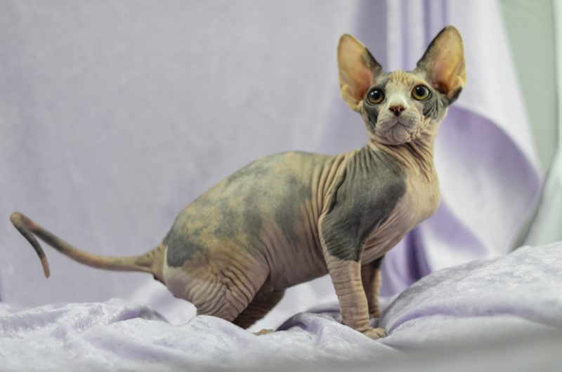 Breed OverviewCharacteristicsOrigin & HistoryAttempts to Revive this BreedFacts
We’ve all heard of the Sphynx, yes? You know, the classic hairless cat that steals the show everywhere they go? But did you know that there is another hairless cat breed that is thought to precede the Sphynx?
The breed is known as the Mexican Hairless Cat. Although, <strong>this cat is actually extinct (if it even existed at all)</strong>, so note that the height, weight, etc., is just speculation based on similar breeds such as the Sphynx that still exist today.
Breed Overview
Height:
8–10 inches
Weight:
7–14 pounds
Lifespan:
8–14 years
Colors:
Cream/brown/gray skin (hairless)
Suitable for:
Active families, homes with multiple pets or children
Temperament:
Affectionate, curious, intelligent, friendly, energetic
.breeds-overview { background: #f4fbfb!important; }.breeds-overview .breeds-overview__item p:nth-child(1) { color: #000000!important; }
The Mexican Hairless Cat is also known as the Aztec Cat or the New Mexican Hairless Cat. While rumors are flying of possibly revamping of the breed—they are all just whispers in the wind. Here’s what we know and think about the Mexican Hairless Cat in this article.
Mexican Hairless Cat Characteristics
Energy
+ 
A high-energy cat needs a lot of physical and mental stimulation to keep healthy and happy, while a low-energy cat needs minimal physical activity, but still needs mental stimulation. When choosing a cat, It’s important to ensure their energy levels match your lifestyle.
Trainability
+ 
Cats that are easy-to-train are more willing and skilled at quickly learning prompts and actions with minimal training. Harder-to-train cats are usually more stubborn or aloof and require a bit more patience and practice.
Health
+ 
Certain cat breeds are more prone to various genetic health problems, and some more than others. This doesn’t mean that every cat in those breeds will have these issues, but they do have an increased risk, so it’s important to understand and prepare for any additional needs they may require.
Lifespan
+ 
Due to their size or potential genetic health issues of a specific breed, some cats have shorter lifespans than others. Proper nutrition, exercise, mental stimulation, and hygiene also play an important role in your cat’s lifespan and quality of life.
Sociability
+ 
Some cat breeds are more social than others, both towards humans and other cats and animals. Cats that are more social have a tendency to rub up on strangers for scratches or jump on laps for cuddles, while cats that are less social shy away, hide, are more cautious, and even potentially aggressive. No matter the breed or gender, it’s important to socialize your cat and expose them to many different situations.
The Earliest Records of Mexican Hairless Cats in History
The Mexican Hairless Cat was first documented in 1902 by Mr. E.J. Shinick, who owned a pair of hairless cats, a male and a female. Mr. Shinick lived in New Mexico, and he supposedly got the cats from local Native Americans of the Pueblo tribe and was told that they were the last remaining ancient cats of the Aztecs.
Although these weren’t the only hairless cats in America at the time, they were well known because of their origins and the mystery surrounding them.
<blockquote>
View this post on Instagram
<a href="https://www.instagram.com/p/3eD-D0yF2y/?utm_source=ig_embed&utm_campaign=loading"></a>
A post shared by Shania | England, UK (@shanias.critters)
</blockquote>
How Mexican Hairless Cats Gained Popularity
The Mexican Hairless Cat gained popularity after word got out that these cats were the last of a hairless Aztec breed. The press got wind of the cats, and since hairless cats were an oddity at the time and the cats didn’t have a pedigree, they quickly became a curiosity among the general public.
They were called Mexican Hairless Cats, New Mexican Hairless Cats, and Aztec Cats due to their mysterious origins. However, it is unclear whether these cats really were the last of an Aztec breed, or if that was a story that was told in order to make them seem more exotic when they were really just the result of a random genetic mutation like other hairless cats.
Unfortunately, Mr. Shinick never bred his two cats, and the cats had both passed by 1908. So, if these really were an Aztec breed, that was the last of them.
However, other hairless cats were born due to a natural genetic mutation, and eventually hairless cats were bred intentionally, with the Sphynx breed originating in 1966 due to selectively breeding a natural-born hairless cat with a domestic shorthair, and then breeding that offspring with other hairless cats to ensure more genetic diversity in the breed. Hairless cats are still super popular today, even if they aren’t Mexican Hairless Cats.
Attempts to Revive the Mexican Hairless Cat
Although there are rumors around the web that people are trying to revitalize the Mexican Hairless cat, no solid evidence has really come up that this was even a distinct breed. Some cat fanciers may have tried to revitalize or recreate the breed, but nothing has been openly successful, and any attempts to revive it are mostly just speculation.
The Mexican Hairless Cat might not be around these days, but they certainly paved the way for the other hairless cuties we know and love. Breeds like the Sphynx, Bambino, and Peterbald allow you to have a similar breed to the Mexican Hairless Cat, and these breeds have been well-researched and genetically tested to ensure that they will be around for a long time.
Top 3 Unique Facts About Hairless Cats
1. They Require Special Skin Care
It makes sense when you think about it, since these cats don’t have a coat of fur to protect them. As such, you have to keep a sweater or some other kind of sun protection on them to prevent sunburn as well as keep their skin wiped down to keep it clean and moisturized. If you’re interested in owning one of these cats, speak to your vet about how to care for their skin, and never use human sunscreen on a cat.
2. Some Actually Have a Thin Coat of Hair
Even though they are called hairless cats, some of them actually have a very thin layer of light-colored hair, or “fuzz.” This layer will often be white or gray in color. But they still require special care for their skin even if they have a thin coat of hair.
<blockquote>
View this post on Instagram
<a href="https://www.instagram.com/p/CLpQXuVAxm1/?utm_source=ig_embed&utm_campaign=loading"></a>
A post shared by Erin Ellwood Design (@ellwoodliving)
</blockquote>
3. They Are Not 100% Hypoallergenic
Hairless cats are often marketed as being better for people with allergies due to the fact that they don’t shed. However, cat allergies are due to a protein found in a cat’s dander, saliva, and urine, so a cat can still trigger allergies even if they don’t have fur, and no cat is 100% hypoallergenic. But a hairless cat is still a good choice if you don’t want cat hair everywhere.
Is a Hairless Cat Breed Right for You?
Owning a hairless cat might be very different from the regular felines you’re used to. You might not have ever even met someone who owns a hairless cat, and it’s simply the idea of them that piques your interest. We don’t blame you!
Hairless cats certainly are unique specimens. However, there are two sides to everything and there are downfalls to owning a hairless cat just as there are benefits. Here are some of them now, but we definitely recommend that you read up on different hairless cat breeds before committing to make sure you are well-informed.
<blockquote>
View this post on Instagram
<a href="https://www.instagram.com/p/BtbpeqjjsS-/?utm_source=ig_embed&utm_campaign=loading"></a>
A post shared by erbs (@erbs_____)
</blockquote>
Positives of Hairless Cats
Hairless cats are pretty cool, if we do say so ourselves. They have a one of the kind appearance and definitely put a new spin on cat ownership.
Hairless cats tend to be very friendly and outgoing. They make the best candidates for people who have frequent visitors. Inquisitive and eager to learn, most hairless cats are the life of the party. They are real brainiacs capable of learning simple to complex concepts. They can be leash and command trained.
Hairless cats make amazing companion animals to almost any living situation. They get along very well with cats and dogs—as long as they are socialized properly. With mannerly kids, hairless cats also quite enjoy the company and exuberance of children—they love to play!
Downfalls of Hairless Cats
Hairless cats are known for their numerous health issues. A majority of cases involved some type of gastrointestinal upset, as these cats are notoriously sensitive.
If you’ve ever seen the price of hairless cats, you know it’s definitely not a cheap number! These cats are pricey! A Sphynx alone can cost upwards of $6,000 for a healthy bloodline. If you get a specialized cat like the Munchkin Sphynx mix, also known as the Bambino, you might even pay more than that!
Conclusion
Now you understand that the Mexican Hairless Cat is a breed that was thought to stem from ancient Aztec cats. However, the breed simply didn’t survive through the years and is thought to be extinct. Instead, we have other hairless cats today that have totally stolen the show.
Of all the things you learned about hairless cats, what fact was your favorite?
Sources
Wikipedia
Hills Pet
Pet MD
Featured Image Credit: Anthony Aldum, Shutterstock
 How useful was this post? 
 <i></i> 
 <i></i> 
 <i></i> 
 <i></i> 
 <i></i> 
  Submit Rating  
 Help us improve Catster for pet parents! 
 Your feedback really matters. 
 What did you like about this post? Also how can we improve it? 
   Submit Feedback  
This post appeared first on catster.co Mexican Hairless Cat Breed: Info, Pictures, Care & More