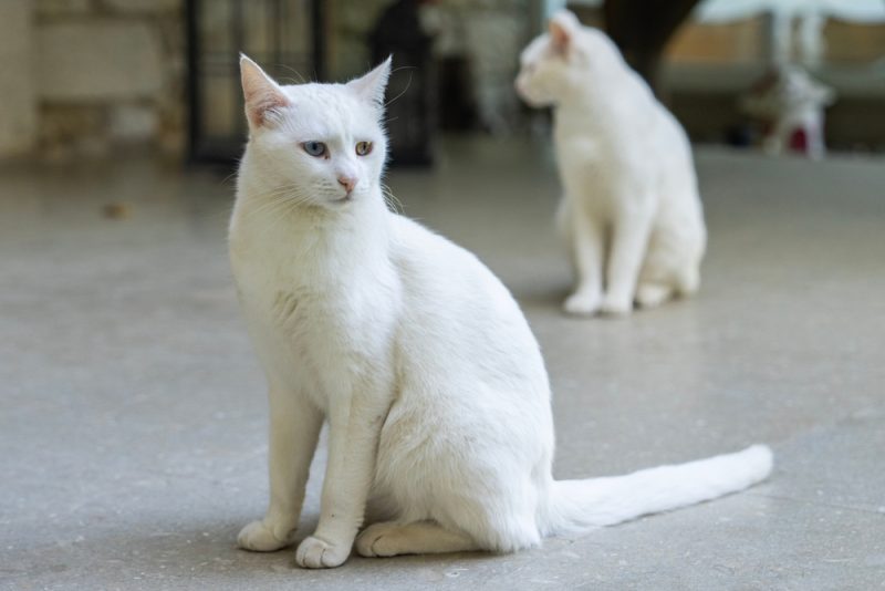 Characteristics 
Temperament 
Intelligence 
Food & Diet 
Exercise 
Health 
Training 
Grooming 
Fun Facts 
The Turkish Vankedisi is a medium to large-sized cat known for their luxurious white coat. They also have affectionate and friendly personalities, and they’re often described as being dog-like. While Turkish Vankedisi are wonderful companion pets, it’s important for them to be matched with the right owner in order for them to live happy and healthy lives. Here’s what you need to know about these beautiful cats and if they’re a good fit for you.
Breed Overview
Height:
9–11 inches
Weight:
10–20 pounds
Lifespan:
15–17 years
Colors:
White
Suitable for:
Families with other pets, families with older children, people who work from home
Temperament:
Affectionate, intelligent, loyal, energetic
Turkish Vankedisi are a type of Turkish Van. Turkish Vans have white coats and colored heads and tails, while Turkish Vankedisi are pure white. Other than their appearance, they share the same temperament as other Turkish Vans. You’ll find that they’re very playful and curious, and they grow to become very loyal and affectionate with their families.
 Turkish Vankedisi Characteristics
Energy
+ 
A high-energy cat needs a lot of physical and mental stimulation to keep healthy and happy, while a low-energy cat needs minimal physical activity, but still needs mental stimulation. When choosing a cat, It’s important to ensure their energy levels match your lifestyle.
Trainability
+ 
Cats that are easy-to-train are more willing and skilled at quickly learning prompts and actions with minimal training. Harder-to-train cats are usually more stubborn or aloof and require a bit more patience and practice.
Health
+ 
Certain cat breeds are more prone to various genetic health problems, and some more than others. This doesn’t mean that every cat in those breeds will have these issues, but they do have an increased risk, so it’s important to understand and prepare for any additional needs they may require.
Lifespan
+ 
Due to their size or potential genetic health issues of a specific breed, some cats have shorter lifespans than others. Proper nutrition, exercise, mental stimulation, and hygiene also play an important role in your cat’s lifespan and quality of life.
Sociability
+ 
Some cat breeds are more social than others, both towards humans and other cats and animals. Cats that are more social have a tendency to rub up on strangers for scratches or jump on laps for cuddles, while cats that are less social shy away, hide, are more cautious, and even potentially aggressive. No matter the breed or gender, it’s important to socialize your cat and expose them to many different situations.
Turkish Vankedisi Kittens
Turkish Vans are more popular in European countries than in the US, so it can be a bit challenging to find breeders near you. Due to the small number of Turkish Van breeders, it’s likely you’ll come across long waitlists, and you’ll have to wait for some time before you can bring home a Turkish Van kitten.
It’s important to note that Turkish Vankedisi are much rarer than regular Turkish Vans, and they’re not considered to be show-quality cats. They may also be susceptible to deafness, so breeders avoid breeding them.
In rare cases, a Turkish Vankedisi kitten may appear in one of their litters. If the kitten passes all health checks, they can be adopted by a new family. However, breeders won’t go out of their way to breed Turkish Vankedisi.
Sometimes, you might be able to find Turkish Vankedisi kittens in adoption centers and animal rescues. However, it’s rare for purebred Turkish Van kittens to end up in animal shelters, and you’ll probably come across mixed-breed Turkish Van kittens.
Turkish Vankedisi are athletic and adventurous cats, so you can certainly expect kittens to have a lot of energy. They’re known to be very playful, curious, and eager to explore the world around them. Therefore, it’s extremely important to kitten-proof your home before your Turkish Vankedisi kitten arrives. Make sure cabinets and drawers are locked or shut securely, and remove any potentially harmful objects from your countertops and tables. It’s also helpful to install a tall cat tree and some perches in your home so that your kitten can climb them rather than trying to scale your curtains and scratching up your own furniture.
Turkish Vankedisi Origin & History
Turkish Vans have been around for centuries, and they’re considered to be an ancient breed. They originate from central and southwest Asia, or present-day Iran, Iraq, and Turkey. They were named after a region in this area called Van, and their ancestors used to simply be referred to as “vancats.”
It took some time for the Turkish Van to make their way out west, with the first Turkish Van entering England in 1955. Despite being an old breed, the Turkish Van was recently introduced to the US in 1982, and the breed was recognized by the Cat Fanciers’ Association (CFA) in 1994.
Temperament & Intelligence of the Turkish Vankedisi
Turkish Vankedisi are extremely intelligent and curious cats. They have a nerdy side to them that enjoys exploring and learning new things. Their love for learning makes them quite trainable, and they can develop a hobby of learning new tricks and growing an impressive repertoire. Because they’re so active, they’re recommended for people who can keep up with their silly antics and provide plenty of exercise opportunities for them. Turkish Vankedisi may even learn to walk on a leash and enjoy exploring the outdoors regularly.
This breed is known to be affectionate and develop strong bonds with one or two people in their families. However, Turkish Vankedisi show affection in their own ways. They’ll tolerate cuddles and being petted, but they’re usually not lap cats. They prefer showing their love by spending time and playing with their favorite people. They’ll also follow you from room to room and stay close by your side, even if they don’t want to be touched. Although they’re not cuddly lap cats, Turkish Vankedisi like being around their family members and don’t usually tolerate being alone for long hours. Therefore, they do best in families where someone is usually around or with people who work from home.
Are These Cats Good for Families? 
Turkish Vankedisi are friendly and confident cats. They usually enjoy being around children, and they can become good playmates because of their love for running around and having fun. Since they don’t always enjoy being touched, it’s important to teach children how to interact with them and respect their boundaries. Turkish Vankedisi will also appreciate having a couple of high perches that children can’t reach so that they can retreat to these spaces when they want to rest without any disruptions.
Does This Breed Get Along With Other Pets?
It’s very possible for Turkish Vankedisi to learn to coexist with other pets. They do well in homes with cat-friendly dogs, and they can also enjoy living with other cats. It may be a little more challenging if you have smaller pets in the home, like reptiles, birds, small mammals, and fish. Their curiosity often gets the better of them, and they can end up frightening or hurting small pets.
Things to Know When Owning a Turkish Vankedisi:
Food & Diet Requirements
Turkish Vankedisi are generally healthy cats that don’t require special diets. They usually do well eating high-quality commercial cat food. It’s best to communicate with your veterinarian to determine meal proportions so that your Turkish Vankedisi is eating enough to sustain their active lifestyle.
Your Turkish Vankedisi may benefit from taking supplements with omega fatty acids to keep their luxurious coats healthy and soft. These types of supplements can also support joint and mobility health as Turkish Vankedisi age. Turkish Vankedisi only benefit from supplements if they’re absolutely necessary, so make sure to consult your veterinarian before you add any type of supplement to their diet.
Exercise 
Turkish Vankedisi need to exercise multiple times throughout the day. Playing with them is an excellent way to keep them active, and many enjoy pouncing on cat wands and chasing balls. They also like to climb, so it’s important to have at least one cat tree in the house. Installing window perches or cat balconies can keep Turkish Vankedisi entertained as they observe the outside world from a safe location.
Turkish Vankedisi may also learn to wear a harness and walk on a leash. If you want to take your Turkish Vankedisi on a walk, make sure they’re taking preventative parasite medication and that they’re not spending too much time outside on hot, sunny days. They have sensitive skin that’s prone to sunburn, so it’s important to break up time outside into shorter sessions and ensure they have time to rest in shaded areas.
Training 
Turkish Vankedisi are smart cats, and they learn to use litter boxes quickly. They’re also relatively fast at learning new tricks. If you keep training sessions short and fun and use tasty treats, you’ll find that Turkish Vankedisi are enthusiastic students who can learn a variety of tricks.
Grooming 
Despite having a long coat, Turkish Vankedisi have fairly minimal grooming needs. Their hair isn’t prone to matting, but they’ll benefit from weekly brushing to lift dead hair from their coat. Turkish Vankedisi do have a shedding season as they reveal their summer coat. You can brush their coat more frequently during this time to reduce shedding in the home and lower the occurrences of coughing up hairballs.
Turkish Vans don’t require baths unless they get really dirty or if their coat starts to develop a greasy texture. Sometimes, Turkish Vans will need baths as they get older and start to experience difficulty with grooming themselves.
Health and Conditions 
Turkish Vankedisi are generally healthy cats, but they’re also prone to deafness. This congenital deafness occurs at birth, and cats can either have partial or full deafness. Other than deafness, Turkish Vankedisi are prone to developing the same health issues as Turkish Vans as they age.
Minor Conditions
<i></i> Eye issues
<i></i> Respiratory issues
Serious Conditions
<i></i> Cancer
<i></i> Diabetes
<i></i> Pneumonia
Male vs Female
The most significant difference between male and female Turkish Vans is their size. Male Turkish Vans can grow to weigh up to 20 pounds, while females usually weigh between 7 to 12 pounds. Other than size, there aren’t any consistent distinguishable features and personality traits between male and female Turkish Vans. Their temperament is often influenced by a mix of genetics and the cat’s upbringing, environment, and lifestyle.
3 Little-Known Facts About the Turkish Vankedisi
1. Turkish Vankedisi love water.
Many Turkish Vankedisi aren’t afraid of water, and many of them actually enjoy playing with it. It’s common for them to perk up when they hear you turn on a faucet, and they’ll probably scamper over to play with the running water.
2. Turkish Vankedisi are often mistaken for Turkish Angoras.
Turkish Vankedisi are commonly mixed up with their Turkish Angora cousins, even though they’re two distinct breeds. Turkish Vankedisi tend to be larger than Turkish Angoras and have a more muscular build.
3. Turkish Vankedisi aren’t recognized by the CFA.
Even though Turkish Vans are recognized as an official purebred cat by the CFA, Turkish Vankedisi are excluded from this recognition. Due to health concerns and the prevalence of deafness in Turkish Vankedisi, they aren’t allowed to compete in cat shows and are discouraged from being bred.
Final Thoughts
Turkish Vankedisi are rare cats, so it’s always a special experience whenever you come across one. They’re very playful, athletic, and intelligent, and they’re a good fit for people who have the time to ensure their exercise and mental stimulation needs are met. You can expect life to be much more fun and exciting whenever a Turkish Vankedisi is around. They have a knack for finding entertainment in the most unexpected places, and their playful approach to life will teach you to appreciate the small things.
Sources
https://icatcare.org/advice/inherited-deafness-in-white-cats/
Featured Image Credit: RauL C7, Shutterstock
 How useful was this post? 
 <i></i> 
 <i></i> 
 <i></i> 
 <i></i> 
 <i></i> 
  Submit Rating  
 Help us improve Catster for pet parents! 
 Your feedback really matters. 
 What did you like about this post? Also how can we improve it? 
   Submit Feedback  
This post appeared first on catster.co Turkish Vankedisi: Info, Pictures, Care & Traits