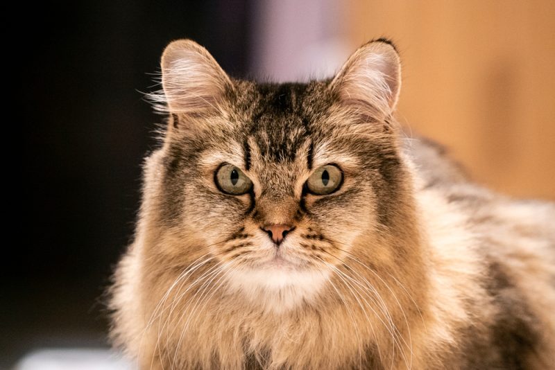 CharacteristicsOrigins & HistoryRecognitionFacts
If you’ve been looking for a longhair cat that’s beautiful, playful, and relatively chill, the Burmilla Longhair might just be the perfect cat for you! The Burmilla Longhair is a variation of the Burmilla (as this breed comes in longhair and shorthair). These felines are gorgeous with their big, floofy coats, but more importantly, they are sociable and engage in kittenish antics far into adulthood with their loved ones!
Want to learn more about the history of this breed? Keep reading to discover where the Burmilla Longhair came from, what cat clubs recognize them, and much more!<strong></strong>
Breed Overview
Height:
10–12 inches
Weight:
6–13 pounds
Lifespan:
7–15 years
Colors:
Apricot, lilac, beige, caramel, blue, chocolate, black
Suitable for:
Families, singles, those living in smaller spaces
Temperament:
Affectionate, easygoing, playful
The Burmilla Longhair variation of the Burmilla is named as such because they have a long, fluffy coat and plumed tail. Between that and the Burmilla trait of having black outlining their features, this breed is an incredibly gorgeous one. However, these felines are still relatively rare, even though they’re prevalent enough to have been recognized by the Cat Fanciers’ Association and the Governing Council of the Cat Fancy (Britain).
Burmilla Longhair Characteristics
Energy
+ 
A high-energy cat needs a lot of physical and mental stimulation to keep healthy and happy, while a low-energy cat needs minimal physical activity, but still needs mental stimulation. When choosing a cat, It’s important to ensure their energy levels match your lifestyle.
Trainability
+ 
Cats that are easy-to-train are more willing and skilled at quickly learning prompts and actions with minimal training. Harder-to-train cats are usually more stubborn or aloof and require a bit more patience and practice.
Health
+ 
Certain cat breeds are more prone to various genetic health problems, and some more than others. This doesn’t mean that every cat in those breeds will have these issues, but they do have an increased risk, so it’s important to understand and prepare for any additional needs they may require.
Lifespan
+ 
Due to their size or potential genetic health issues of a specific breed, some cats have shorter lifespans than others. Proper nutrition, exercise, mental stimulation, and hygiene also play an important role in your cat’s lifespan and quality of life.
Sociability
+ 
Some cat breeds are more social than others, both towards humans and other cats and animals. Cats that are more social have a tendency to rub up on strangers for scratches or jump on laps for cuddles, while cats that are less social shy away, hide, are more cautious, and even potentially aggressive. No matter the breed or gender, it’s important to socialize your cat and expose them to many different situations.
The Earliest Records of the Burmilla Longhair in History
The Burmilla Longhair is simply a variation of the Burmilla cat, as this breed can be longhair or shorthair.
The Burmilla is a relatively newer and rare breed. The breed came about purely by accident in the United Kingdom in 1981. That year, a female lilac Burmese escaped her home and found a Chinchilla Persian to mate with; the result was the first litter of Burmilla kittens! And those kittens were so beautiful that a breeding program for the Burmilla, aka a mix of the Burmese and Chinchilla Persian, was started to preserve and expand this new accidental breed.
The Burmilla first gained recognition in the United Kingdom in the 1990s, and it seems they made their way to the United States by the late 1990s. There are still only a few of them out there, though, so finding one could prove challenging.
How the Burmilla Longhair Gained Popularity
The Burmilla (longhair and shorthair) gained popularity mainly because of their absolute beauty. The longhair Burmilla, in particular, with their long, fluffy locks, are known for being gorgeous (and absolutely adorable!). The fact that the Burmilla is a rare breed has aided in their popularity, as well. After all, people want what they can’t have, and this is one feline breed that can be very hard to acquire!
Though the Burmilla originated in England, these felines can now be found in several other countries, including Australia, Canada, Spain, Sweden, and Ireland.
Formal Recognition of the Burmilla Longhair
The Burmilla standard was created in 1984, just a few years after the breed came about when the Burmilla Fancier Club in England was created. This was also the year The Governing Council of the Cat Fancy (GCCF) in the UK officially recognized the breed. These felines became a fully recognized cat breed by the Fédération Internationale Féline in 1995. In 1999, the breed was given formal recognition in Australia, and in 2011, they were formally recognized by the Cat Fanciers’ Association (CFA) as a breed in the Miscellaneous Class. The Burmilla was also recognized by The International Cat Association (TICA) in 2015.
<blockquote>
View this post on Instagram
<a href="https://www.instagram.com/p/BnOsfqmHj6_/?utm_source=ig_embed&utm_campaign=loading"></a>
A post shared by Blu_Len_Bel – burmilla cat (@blulenbel_burmilla_cattery)
</blockquote>
Top 5 Unique Facts About the Burmilla Longhair
Ready to learn some unique facts about the Burmilla Longhair? Here are a few more things you may not have known.
1. It takes a couple of years for their eye color to fully develop.
Did you know? Burmillas typically have green eyes; however, it can take up to 2 years for those green eyes to fully develop into their final color!
2. The Burmilla Longhair is a true semi-longhair.
This breed variation has a silky coat with a feathered underside, plumed tail, and fluffy legs and chest. Essentially, they’re a Burmilla with a longer, fluffier coat (or as TICA says, “They should be a Burmilla in a fancy dress.”)
3. It was pure luck this breed came about.
We already mentioned that this breed is an accidental one. However, it truly is extreme luck that created them, as the father of the original kittens of this breed was due to be neutered just about the time he mated with the mother of this breed!
<blockquote>
View this post on Instagram
<a href="https://www.instagram.com/p/Cll4-hMKO35/?utm_source=ig_embed&utm_campaign=loading"></a>
A post shared by @pouncealotcats
</blockquote>
4. The Burmilla Longhair requires no extensive grooming.
You would think that as a longhair cat, the Burmilla Longhair would require quite a bit of grooming to keep their coat looking nice, but in reality, they only need a basic weekly groom to look their best!
5. The Burmilla breed looks like they’re wearing eyeliner.
These felines are known for having black around the eyes (and nose and lips!), which makes them appear as if they are wearing eyeliner. This black outline around the eyes and other areas makes the Burmilla’s features truly stand out.
Does the Burmilla Longhair Make a Good Pet?
The Burmilla Longhair is a truly chill cat, so they tend to get along with most people (including kids), making them a fantastic pet. The breed is sociable, affectionate, playful, easygoing, and tends to bond quickly with their loved ones. These felines are also generally adept at adapting to visitors to the home, so you shouldn’t have a Burmilla who hides at the sight of strangers on your hands (although early socialization is still key to achieving this).
When it comes to other pets in the home, the Burmilla Longhair will often get along quite well with other animals. They enjoy having other kitty playmates, and if there are dogs in the house who are cat-friendly, they can get along with them, too. Of course, as the Burmilla Longhair is a feline, having them in a home with smaller animals like rodents or birds may not be safe.
These felines are smart, curious, and playful. They also love to climb, so be sure you have plenty of tall areas for them to get to and lots of toys for them to play with. One particularly notable thing about the Burmilla breed’s personality is that they tend to exhibit kitten-like behavior with their loved ones even after becoming adults.
<blockquote>
View this post on Instagram
<a href="https://www.instagram.com/p/BoN6gvAlcAv/?utm_source=ig_embed&utm_campaign=loading"></a>
A post shared by @pouncealotcats
</blockquote>
Conclusion
The Burmilla Longhair cat is a variation of the Burmilla breed. It’s the same feline, but the Burmilla Longhair has (as the name indicates) long hair. This breed is fantastic to have around because they’re so laid back and playful. However, this accidental breed is still fairly rare, especially in the U.S., so finding one for your family may be difficult.
Sources
FIFE
Catopedia
TICA
Featured Image Credit: Rocky Reborn, Shutterstock
 How useful was this post? 
 <i></i> 
 <i></i> 
 <i></i> 
 <i></i> 
 <i></i> 
  Submit Rating  
 Help us improve Catster for pet parents! 
 Your feedback really matters. 
 What did you like about this post? Also how can we improve it? 
   Submit Feedback  
This post appeared first on catster.co Burmilla Longhair: Info, Pictures, Origin & More