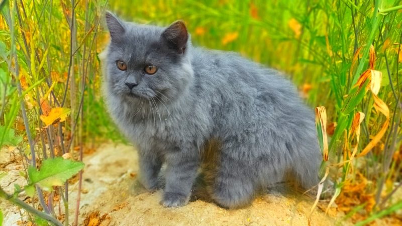 CharacteristicsHistoryPopularityFormal RecognitionFactsDoes the Grey Persian Make a Good Pet?
The Grey Persian is a popular color of Persian cat, officially known as a Blue Persian. The grey color can range from a very light, almost dusty color, to a much darker, slate grey. Although white and black are more common, grey is still commonly found, which means it is a relatively easy breed for potential owners to get hold of and because it is officially recognized by fancier associations, it can be shown in most exhibitions and competitions.
As well as being popular in competitions, the Grey Persian also makes a good choice for a family pet, although they can be shy around strangers and are sensitive to loud noises and surprises.
Breed Overview
Height:
10–15 inches
Weight:
7–12 pounds
Lifespan:
15–20 years
Colors:
Grey
Suitable for:
Owners with quiet homes, looking for dedicated companions
Temperament:
Loving, affectionate, playful, sensitive
The Persian is one of the most popular cat breeds in the world, known for its beautiful thick coat as well as its squashed, rounded face. They are a popular companion breed and remain popular for showing at competitions and exhibitions.
They are medium-sized cats and their coats can vary from light to dark grey. As a pet, the Grey Persian is a sweet and affectionate companion but can be sensitive, which means it is not the best pet for families with young children and it may not get along in homes with other animals, especially playful dogs.
Grey Persian Cat Breed Characteristics
<strong></strong>
<strong>Energy</strong>
<strong>+ </strong>
<strong>A high-energy cat needs a lot of physical and mental stimulation to keep healthy and happy, while a low-energy cat needs minimal physical activity, but still needs mental stimulation. When choosing a cat, It’s important to ensure their energy levels match your lifestyle.</strong>
<strong> </strong>
<strong>Trainability</strong>
<strong>+ </strong>
<strong>Cats that are easy-to-train are more willing and skilled at quickly learning prompts and actions with minimal training. Harder-to-train cats are usually more stubborn or aloof and require a bit more patience and practice.</strong>
<strong> </strong>
<strong>Health</strong>
<strong>+ </strong>
<strong>Certain cat breeds are more prone to various genetic health problems, and some more than others. This doesn’t mean that every cat in those breeds will have these issues, but they do have an increased risk, so it’s important to understand and prepare for any additional needs they may require.</strong>
<strong> </strong>
<strong>Lifespan</strong>
<strong>+ </strong>
<strong>Due to their size or potential genetic health issues of a specific breed, some cats have shorter lifespans than others. Proper nutrition, exercise, mental stimulation, and hygiene also play an important role in your cat’s lifespan and quality of life.</strong>
<strong> </strong>
<strong>Sociability</strong>
<strong>+ </strong>
<strong>Some cat breeds are more social than others, both towards humans and other cats and animals. Cats that are more social have a tendency to rub up on strangers for scratches or jump on laps for cuddles, while cats that are less social shy away, hide, are more cautious, and even potentially aggressive. No matter the breed or gender, it’s important to socialize your cat and expose them to many different situations.</strong>
<strong> </strong>
The Earliest Records of Grey Persian Cats in History
There is some debate over the exact history of the Persian cat. There are written records dating back to the 17th Century that detail what we know today as the Persian cat breed. Theories suggest that these cats were brought to Europe by noblemen, sailors, merchants, or travelers, but it is clear that they soon became popular. However, DNA tests actually suggest they have a very similar genetic background to other breeds that originated in Western Europe.
Yet another theory suggests that ancient hieroglyphs depict cats that look very similar to the modern Persian breed, suggesting that their ancestors could have been around thousands of years ago.
Whatever the origin, the Persian became very popular in Europe and the first Persian was shipped to America in the late 19th century, where it enjoyed similar levels of popularity.
How The Grey Persian Gained Popularity
As is the case with a lot of older breeds, it was royalty and nobility that helped spread the popularity of the Persian cat breed. In particular, Queen Victoria of England was known to have kept several Persians throughout her life. Florence Nightingale also favored Persians.
Later, the breed’s appearance would see it become a regular on big and silver screens. Blofeld’s cat was a Persian in the <em>James Bond</em> films, and so too was Mr. Bigglesworth in <em>Austin Powers</em>. Mr Tinkles from the 2001 comedy film <em>Cats & Dogs</em> was also a Persian.
At the same time, the breed’s long coat and attractive face made it popular at cat shows and animal exhibitions, and the Persian would win the first-ever official cat show.
Formal Recognition of Grey Persian Cats
Such was the popularity of the Persian cat that having found its way to the U.S. in the late 19th century, it became one of the founding breeds of the Cat Fanciers’ Association just a few years later in 1906. It is also formally recognized by all major fancier associations and is one of the most widely shown and recognized breeds.
The first ever cat show was held in London in 1871, and it was a Persian cat that took the main prize at the inaugural event, further cementing its place in the books of domesticated cat history. The Grey Persian is a naturally occurring color and one of the most common color variants of the Persian, and it is considered a standard color.
Top 4 Unique Facts About Grey Persian Cats
1. They Are Show Winners
From the first cat show to some of the most recent, Persian Cats are winners. They are popular for their thick coats and attractive faces. However, potential owners need to be aware that that coat does take some management to ensure it stays in top condition.
2. Persians Can Be Expensive
The breed’s popularity at shows, combined with its popularity as a companion pet, means that the Persian can be expensive to buy. For a Persian with pedigree, you can expect to pay thousands of dollars to get your hands on one.
3. They Are Not the Most Athletic Felines
Persians are medium-sized cats, but they have stocky, quite heavy bodies. This means that the breed is not known for its athleticism, and it can struggle to jump up to high levels. They shouldn’t have any problem getting up on furniture or your lap but will struggle with anything much higher
4. They Can Be Sensitive
Persians are docile and tend to be very loving with their humans, but they are also known for being sensitive cats. Loud noises and too much activity can cause them stress, and you will need to take any introductions to other pets very slowly to avoid causing distress.
Does the Grey Persian Make a Good Pet?
The Grey Persian cat is commonly seen at shows, but it also makes a great companion pet for the right owner. Its sensitivity means that the Persian might not be best suited to life with a young family. Small children can be too rowdy and too physical for this breed. It also takes a careful, gradual introduction, when integrating a Persian into a house with existing pets. And, that coat does need regular grooming.
However, they are worth the effort, as the Persian is a sweet and gentle-natured cat that will give lots of love and affection to its favorite humans.  While the breed does enjoy and require affection, it isn’t an overly needy breed.
Conclusion
The Grey Persian cat, more commonly known as the Blue Persian cat, is a grey-colored Persian. It has a long, thick coat, and a rounded, squashed face. The breed was one of the founding breeds of the Cat Fanciers’ Association and has remained a very popular inclusion in cat shows and exhibitions ever since.
It does make a great companion but can be sensitive, so isn’t ideal for all families and homes.
<strong>Also See:</strong> Grey Cat Breeds (With Pictures)
Sources
https://www.thesprucepets.com/persian-cats-gallery-4121944
https://www.thesprucepets.com/persian-cat-breed-5220970
https://weareallaboutcats.com/10-fascinating-facts-about-persian-cats/
Featured Image Credit: Abbasi7060, Shutterstock
 How useful was this post? 
 <i></i> 
 <i></i> 
 <i></i> 
 <i></i> 
 <i></i> 
  Submit Rating  
 Help us improve Catster for pet parents! 
 Your feedback really matters. 
 What did you like about this post? Also how can we improve it? 
   Submit Feedback  
This post appeared first on catster.co Grey Persian Cat Breed: Info, Pictures, Care & More