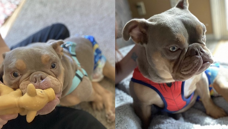 Just after Valentine’s Day, hearts broke around the world when we heard the worst story of being stood up ever told. I’m honestly crying right now, as I write this! Jack, a precious nine-month-old American Bulldog with spina bifida, was a resident at Peaches Bully Rescue in West Chester, Ohio.
<blockquote>
 
View this post on Instagram
 
A post shared by Jack The Doggo (@the_real_jack12)
</blockquote>
Jack’s condition requires him to wear diapers for incontinence, and his back feet are clubbed, which makes walking difficult, but possible.
When an adoption application came through for Jack, everyone at the rescue was ecstatic. He must have anticipated on some level that he was about to meet his family with all the excitement and preparation going on.
The result was tragic, however, as written on the rescue’s Facebook page: “Jack was very sad when his meet and greet person was a no show, no call. He had a bath, got his fancy harness on, had a fresh diaper, and a dedicated foster team that drove 40 mins each way just to end in huge disappointment. Obviously, that wasn’t his family.”
The paws-itive power of social media and news outlets combined to spread this story of heartbreak far and wide. Hundreds of people fell in love with this adorable doggo, and 297 applications flooded into the rescue. It’s one of the most heartwarming stories of social media being used for good, combined with the goodness in humanity, to give us the best love story coming out of this pandemic Valentine’s season.
The rescue carefully waded through the applications to select the best home for this very special dog. After a thorough consideration, they chose Elizabeth and her family for Jack’s fur-ever home.
I got a chance to talk to Elizabeth and find out more about her special connection with a very special dog!
Love At First Sight
<blockquote>
 
View this post on Instagram
 
A post shared by Jack The Doggo (@the_real_jack12)
</blockquote>
<strong>AMANDA: Thank you so much for your time, and thank you so much for adopting Jack. Is Jack your first dog? And is he your first experience with taking care of a special needs dog?</strong>
ELIZABETH: Jack is my first dog as an adult. I didn’t want to get a dog until I had the space to let them play. He is the first diaper-wearing, special needs pup I have had experience with.
<strong>AMANDA: That’s even more impressive, then, that you chose to adopt a dog with special needs for care that you’d have to learn along the way! How brave and kind of you.</strong>
ELIZABETH: Thank you! We all love him very much.
<strong>AMANDA: How and when did you find out about Jack? What made you fall in love with him?</strong>
ELIZABETH: My friend posted on Facebook that he was looking for a dog, and someone sent him the link for Jack. I saw his face and instantly fell in love.
<strong>AMANDA: I know there were tons of applications coming in for Jack after the news got out that he was stood up on multiple meet-and-greet dates. I cried when I read that, and I still cry thinking about it! With all that competition from tender-hearted people, how did the shelter choose you to be Jack’s “furever” family?</strong>
ELIZABETH: I honestly have no idea how I got picked. I remember praying to God that he found a home with a family that would love him, and if they chose me to be his family, I prayed for guidance and strength to overcome any obstacle. And then we got the call.
<strong>AMANDA: It looks like your prayers were answered!</strong>
ELIZABETH: Thank you! They sure were!
Jack Comes Home For Good
<blockquote>
 
View this post on Instagram
 
A post shared by Jack The Doggo (@the_real_jack12)
</blockquote>
<strong>AMANDA: What was it like adopting Jack and bringing him home? Can you tell us about it?</strong>
ELIZABETH: It was very surreal. The day after they chose us, my friend sent me a link showing his “fame.” We had no idea that he was so famous. We just thought he was a viral post on Facebook.
Bringing him home, we did all the wrong things to start. They told us to read the decompression paperwork, but it was a bit late, so we did not.
<blockquote>
So we played with him and let him sleep in our bed, and he woke me up head-butting me with his diaper down to his ankles. Guess you could say I had some learning to do in the diaper department.
</blockquote>
We did read the paperwork later, and he just roams the house as he pleases now.
<strong>AMANDA: Oh wow! I can only imagine there would be so much to learn, but I’m glad you all are so comfortable with each other already. </strong>
Life With A Very Special Dog
<blockquote>
 
View this post on Instagram
 
A post shared by Jack The Doggo (@the_real_jack12)
</blockquote>
<strong>AMANDA: What kinds of things do you do to care for Jack? I saw he wears diapers sometimes. Is that difficult? Does he have to be on a special exercise regimen for strengthening and to avoid getting hurt?</strong>
ELIZABETH: Jack is incontinent. He has zero control of his bowels or urine. I take him outside on nice days and let him have naked time where he just runs around like a normal dog, sniffing things and rolling around in mud. But other than that he is in diapers all the time.
<strong>AMANDA: Makes sense. What is Jack’s personality like? Is he silly, playful, cuddly, clingy? How old is he?</strong>
ELIZABETH: Jack just turned one! March 9th (ish). He is so goofy and playful. If you see his pictures, you can see he is a pup of many personalities. He is not a morning pup at all. He like to relax in the sunshine by the window in the morning, and at night before bed, he is the most active. Once he gets his peanut butter and lights go off, he gets right to snoring.
Jack Gets All The Love He Deserves!
<blockquote>
 
View this post on Instagram
 
A post shared by Jack The Doggo (@the_real_jack12)
</blockquote>
<strong>AMANDA: What has Jack’s “public life” been like since you brought him home? I read that he received lots of gifts while in the shelter. Does he still get presents from people? Do strangers recognize him? Does he like to meet new people or dogs?</strong>
ELIZABETH: Jack doesn’t care much for other dogs. But some people have recognized him from the stories and articles. We started an Amazon wishlist after getting so many requests from people. Luckily, getting those things in bulk allows me to donate the money I would have spent on them to the rescue that saved Jack’s life.
<strong>AMANDA: That’s wonderful of you. It’s clear, from Jack’s Instagram page, that the world loves him, but no one more than you, and the adoration is definitely mutual. In what ways do you like to spoil Jack? What makes him happiest?</strong>
<blockquote>
 
View this post on Instagram
 
A post shared by Jack The Doggo (@the_real_jack12)
</blockquote>
ELIZABETH: Oh, goodness. Jack has special treats because of his belly. At the bottom of the treats are all the little parts that just aren’t quite a treat. I like to mix them with his peanut butter and he seems to really, really enjoy that. I do believe I am the lucky one. He is the best pup, cute and funny.
Jack Inspires & Teaches
<blockquote>
 
View this post on Instagram
 
A post shared by Jack The Doggo (@the_real_jack12)
</blockquote>
<strong>AMANDA: What have you learned from Jack? What have others learned from him?</strong>
ELIZABETH: I didn’t think a dog with needs like his could have a good quality of life. I’m so happy to be wrong about that. He lives his best life.
I think most people have thought the same thing. Most people euthanize pups with special needs to “put them out of their misery.” But that isn’t the case here; he is not miserable.
<blockquote>
Jack is bringing awareness to so many people that special needs dogs don’t need to be euthanized.
</blockquote>
They can have great lives assuming they have the right family.
<strong>AMANDA: Wow, what an amazing lesson. You both are teaching the world so much. </strong>
You Can Help Dogs Like Jack, Too!
<blockquote>
 
View this post on Instagram
 
A post shared by Jack The Doggo (@the_real_jack12)
</blockquote>
<strong>AMANDA: Do you have advice for other people who might be considering adopting a special needs dog?</strong>
ELIZABETH: My advice would be to exercise patience and love.
<blockquote>
It takes time trying to learn the dos and don’ts of how to care for a pup properly.
</blockquote>
I am blessed to have the support of the loving foster family that housed Jack, as well as the rescue owners. Staying by their side and calling when I just don’t know what to do has been key.
<strong>AMANDA: Great advice! Are there any other ways people can help dogs like Jack?</strong>
ELIZABETH: If anybody that reads this wants to help, there is a special fund at Peaches Bully Rescue in Jack’s name. They do so much on a daily basis for these pups that are just as awesome and wonderful as Jack.
If people want to help Jack, donate there. His needs are met, and he just wants those dogs to be taken care of the way the rescue took care of him.
<blockquote>
 
View this post on Instagram
 
A post shared by Jack The Doggo (@the_real_jack12)
</blockquote>
<strong>AMANDA: Elizabeth, this is one of the most heartwarming stories I’ve ever heard. I really appreciate all you’ve done for Jack, as well as all the two of you have done for rescue dogs and dogs with disabilities in general. You are both amazing! Thank you so much for sharing your wonderful story with DogTime!</strong>
ELIZABETH: Thank you! My pleasure!
To see Jack’s daily adventures, please follow him on Instagram.
To learn more about Peaches Bully Rescue, please follow them on Facebook or visit their website.
<em>Does Jack’s story inspire you? Would you adopt a special needs dog like Jack? Let us know in the comments below!</em>
This post appeared first on dogtime.com After Being Stood Up At The Shelter, A Rescue Dog With Spina Bifida Finds Love: Meet Jack & His Human, Elizabeth