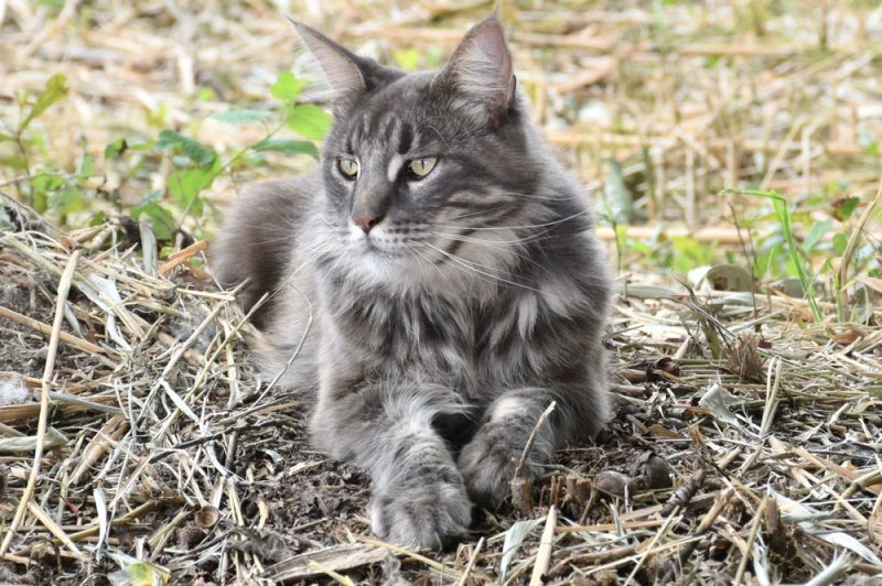 VET APPROVED
REVIEWED & FACT-CHECKED BY 
Dr. Chyrle Bonk 
DVM 
 
Average LifespanCare GuideLife StagesHow to Tell Their Age
Considered the largest of domestic cat breeds, the Maine Coon holds a special place in the hearts of feline lovers worldwide. They tend to be laid back, intelligent, and friendly, and they share their warmth and joy with friends and family for their entire lives.
How long can you expect your Maine Coon to fill the home with their infectiously friendly and adoring aura? We’ll discuss how long Maine Coon cats live on average and what you can do to give them the longest, happiest lives possible.
Maine Coon Cat Average Lifespan
<strong>Maine Coon cats live an average of 10–15 years, which is slightly less than the average cat.</strong> Though generally healthy, Maine Coons are more prone to some health conditions that may limit their lifespan, including obesity and hypertrophic cardiomyopathy (HCM).
Still, with proper care and healthy genetics, a Maine Coon can live well into their teens and even over the age of 20. Several Maine Coons have been the oldest living cats at various points, including a Maine Coon from England named Rubble, who lived to be 31 years old!1
How to Care For Your Maine Coon Cat for a Long Lifespan?
Maine Coon cats are hardy, but their longevity primarily depends on their health care. Promoting a long lifespan starts with ensuring your breeder does comprehensive screenings for common health issues. Cats from breeders who offer necessary testing and exceptional care will have the best chance of leading long, fulfilling lives.
After acquiring your Maine Coon, your feeding, grooming, and care routine will affect not only their lifespan but also their quality of life. With thoughtful care, your cat will likely be happier, and you’ll save time and money by preventing avoidable health problems and vet visits.
Feeding & Diet
Maine Coons need high-quality food rich in animal protein and low in carbs, with healthy omega fatty acids to support their organs, joints, skin, and coat. Adults should eat 20–30 calories per pound of body weight. Monitor your cat’s body condition frequently, as many owners don’t recognize their Maine Coons are overweight and fail to adjust their diet and exercise accordingly.
Environment
Maine Coon cats need space to roam and play, which may include supervised outdoor areas like gardens if you live in an apartment. An outdoor catio is even better, providing space to play outdoors while avoiding the risk of interactions with other animals or escaping the yard.
Making your Maine Coon an indoor-only cat is appropriate if you worry about outdoor hazards. They should have plenty of shelves and climbing furniture, cat trees, scratching posts for exercise, and enrichment devices like puzzle feeders and crinkly animal toys to avoid boredom.
<span data-sheets-root="1" data-sheets-value="{"1":2,"2":"
Looking for toys that cater to the many needs of your cat? The <a href="//www.amazon.com/dp/B0CG53J62B?tag=ec-content-hi-lo-scratcher-20&linkCode=ogi&th=1&psc=1"">Hepper Hi-lo Cat Scratcher</a> is one of our favorite cat products. Its clever thee-angle design offers multiple ways for your cat to climb, stretch, and exercise. Made of a sturdy plywood base and a replacement cardboard insert, this scratcher is an option that can be enjoyed by cats for years to come. If your cat requires a little encouragement for self-play, the <a href="//www.amazon.com/dp/B0CSKHN2JF?tag=catsterwebsite-20&linkCode=ogi&th=1"">Hepper Plush Mouse Kicker</a> is a fantastic choice. Equipped with bite and kick-resistant fabric, an enticing internal bell, and organic catnip, cats can satisfy their natural prey instincts while getting the physical activity they need to thrive. 
                                                            
Hepper Plush Mouse Kicker Toy
Hepper Hi-Lo Scratcher
Multi-level play
<strong>Multi-level play:</strong>
                                                            
<strong>Multi-level play:</strong>
                                                            
Interactive 
<strong>Interactive :</strong>
                                                            
<strong>Interactive :</strong>
                                                            
Self-play
<strong>Self-play:</strong>
                                                            
<strong>Self-play:</strong>
                                                            
Promotes exercise
<strong>Promotes exercise:</strong>
                                                            
<strong>Promotes exercise:</strong>
                                                            
Replaceable parts
<strong>Replaceable parts:</strong>
                                                            
<strong>Replaceable parts:</strong>
                                                            
Satisfies prey-instincts
<strong>Satisfies prey-instincts:</strong>
                                                            
<strong>Satisfies prey-instincts:</strong>
                                                            
                                                                    <a href="//www.amazon.com/dp/B0CSKHN2JF?tag=catsterwebsite-20&linkCode=ogi&th=1"">Check Price                                    </a>                                                            
                                                                    <a href="//www.amazon.com/dp/B0CG53J62B?tag=ec-content-hi-lo-scratcher-20&linkCode=ogi&th=1&psc=1"">Check Price                                    </a>                                                            
<em>At Catster, we’ve admired Hepper for many years, and decided to take a controlling ownership interest so that we could benefit from the outstanding designs of this cool cat company!</em>
"}” data-sheets-userformat=”{"2":4801,"3":{"1":0},"9":1,"10":1,"12":0,"15":"Calibri"}”>
Looking for toys that cater to the many needs of your cat? The Hepper Hi-lo Cat Scratcher is one of our favorite cat products. Its clever thee-angle design offers multiple ways for your cat to climb, stretch, and exercise. Made of a sturdy plywood base and a replacement cardboard insert, this scratcher is an option that can be enjoyed by cats for years to come. If your cat requires a little encouragement for self-play, the Hepper Plush Mouse Kicker is a fantastic choice. Equipped with bite and kick-resistant fabric, an enticing internal bell, and organic catnip, cats can satisfy their natural prey instincts while getting the physical activity they need to thrive. 
Hepper Plush Mouse Kicker Toy
Hepper Hi-Lo Scratcher
Multi-level play
<strong>Multi-level play:</strong>
<strong>Multi-level play:</strong>
Interactive 
<strong>Interactive :</strong>
<strong>Interactive :</strong>
Self-play
<strong>Self-play:</strong>
<strong>Self-play:</strong>
Promotes exercise
<strong>Promotes exercise:</strong>
<strong>Promotes exercise:</strong>
Replaceable parts
<strong>Replaceable parts:</strong>
<strong>Replaceable parts:</strong>
Satisfies prey-instincts
<strong>Satisfies prey-instincts:</strong>
<strong>Satisfies prey-instincts:</strong>
Check Price 
Check Price 
<em>At Catster, we’ve admired Hepper for many years, and decided to take a controlling ownership interest so that we could benefit from the outstanding designs of this cool cat company!</em>
Care
Maine Coons should have a clean space and an active lifestyle. Encourage daily play to keep them in shape and build your bond, using toys like feather wands and balls to engage them. Always ensure they have fresh water to stay hydrated and keep hazardous items or off-limits areas inaccessible.
Cats can be very particular about many things, including the water they drink. The right water fountain can provide your cat with clean, fresh water.
Hepper Stainless Steel Cat Water Fountain 
Premium 304-Grade Stainless Steel – This metal cat water fountain is hygienic, with superior…
Serene & Healthy Cat Drinking Fountain Experience – With whisper-quiet pumping & an advanced…
Say Goodbye to Dehydration – Provide your cat with a constant source of flowing water with this…
Check Price on Amazon
We recommend Hepper’s Stainless Steel Cat Water Fountain, an easy-to-clean model with three different flow modes, a large capacity, and effective triple filtration. This minimalist fountain runs quietly and will fit right into your home.
<em>At Catster, we’ve admired Hepper for many years and decided to take a controlling ownership interest so that we could benefit from the outstanding designs of this cool cat company!</em>
Cleaning
Brush your Maine Coon’s plush coat two to three weekly to reduce mats, remove dead hair, and strengthen the skin and fur, and bathe them every 1–2 months with a cat shampoo to keep their skin and coat clean. Nails need clipping every 2–3 weeks, and teeth require brushing every 1–2 days. Check and clean the ears weekly to prevent infections.
Breeding
Breeding Maine Coons should be left up to responsible breeders only. These are people that are willing to have their animals screened for genetic illnesses that can be passed down to offspring. They are also people who are in the business for the love of the breed, not profits.
Healthcare
Maine Coon cats should visit the vet at least once annually as adults, while senior cats benefit from going every 6 months. Spaying and neutering at the appropriate age can be a critical step in preventing several health issues and extending your Maine Coon cat’s lifespan.
The Life Stages of a Maine Coon Cat
Due to their relatively slow growth rate, Maine Coons don’t fully mature until roughly 4 years old. Males generally take the longest to reach full-blown adulthood.
Kittenhood (0–6 Months)
Kittens need stimulation and attention. To engage your cat mentally, maintain a cat-proofed environment and rotate toys and enrichment devices. Socialization is critical, as is introducing a routine with grooming and care tasks.
Adolescence (6–18 Months)
The adolescent phase consists of activity and stand-offishness. Maine Coons still need loads of exercise and food to fuel their growth but may also test boundaries and become more independent.
Be patient as they work through this challenging phase. Training may require a trip back to basics, and you’ll have to find creative outlets for their energy and mischief.
Junior (1.5–4 Years)
Maine Coons grow fast in the first couple of years. Their development then slows but continues until they reach their mature size at 3–4 years. They can transition off kitten food after 18–24 months.
Adult (4–10 Years)
Adult Maine Coons are typically easygoing, affectionate, and more relaxed. Take them to the vet at least once annually, and provide ongoing enrichment with a rotation of toys and devices to keep them in shape and docile.
Senior (10+ Years)
As your Maine Coon ages, talk with your vet about their routine. They may recommend specialty diets or supplements to aid your cat’s aging body. Monitor changing habits, as older cats may need environmental adjustments if they have issues feeding, eliminating, or sleeping.
How to Tell Your Maine Coon Cat’s Age
Teeth
Permanent teeth come in at 4–6 months. Younger cats will tend to have whiter teeth, while cats with stains are likely in their older years. Keep in mind that cats that don’t receive proper dental care may have large amounts of tartar accumulation that could make you think they are older than they actually are.
Coat
A kitten’s coat will be voluminous and plush, while older Maine Coons may have more graying and coarser fur without as much fluff or density. Self grooming will also decline as cats lose flexibility and develop painful conditions like arthritis due to age.
Muscle and Activity
Young cats are active and toned. As they age, they become less energetic, often taking on extra body weight and areas of sagginess.
Eyes
Between 4-8 weeks, a kitten’s eyes change from blue to their final color. Adults gradually show a changing look to their eyes, with seniors often developing cloudiness and frequent tearing or discharge.
Conclusion
Maine Coon cats live around 12.5 years on average, but the breed only has a minor impact on any pet’s longevity or quality of life. Breeding practices and upbringing are more critical than anything, giving owners the ability to add years to their pets’ lives. By following these insights on how long Maine Coon cats live, you can set them up for many years of happy, comfortable companionship.
Sources
People
Today’s Veterinary Practice
Vet Cornell
  
Featured Image Credit: pix-l passion, Shutterstock
 How useful was this post? 
 <i></i> 
 <i></i> 
 <i></i> 
 <i></i> 
 <i></i> 
  Submit Rating  
 Help us improve Catster for pet parents! 
 Your feedback really matters. 
 What did you like about this post? Also how can we improve it? 
   Submit Feedback  
This post appeared first on catster.co How Long Do Maine Coon Cats Live? Vet-Verified Lifespan & FAQ
