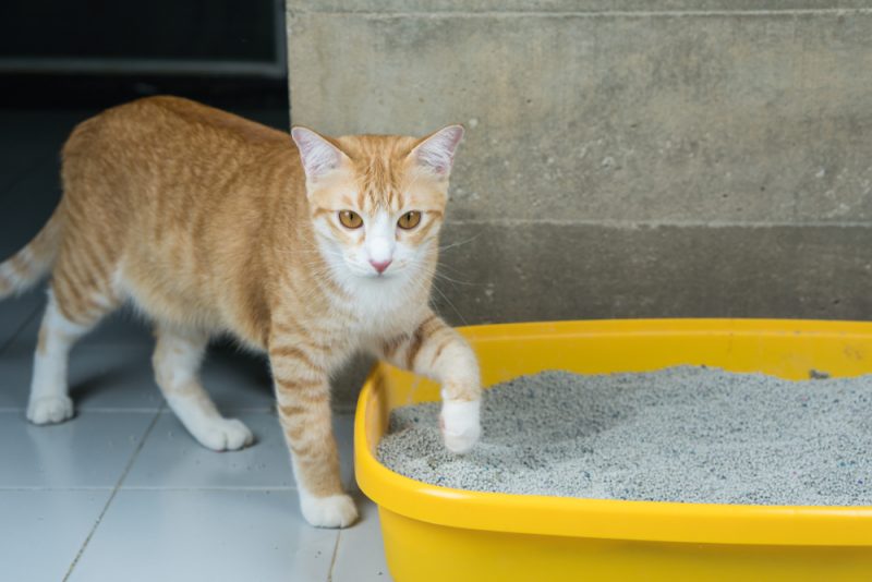 VET APPROVED
        <!-- /.authority-box__approved -->        
                                                
        <!-- /.authority-box__avatar -->        
                                        REVIEWED & FACT-CHECKED BY                
                <!-- /.authority-box__desc -->                
                                                                        Dr. Lauren Demos (DVM)                                                            
                <!-- /.authority-box__name -->                
                    Veterinarian                
                <!-- /.authority-box__job -->            
            <!-- /.authority-box__title -->            
                            
            <!-- /.authority-box__label -->                        <!-- /.authority-box__disclaimer -->        
        <!-- /.authority-box__content -->    
    <!-- /.authority-box -->
<!-- /.authority-box-container -->
It’s a common myth that cats always use their litter boxes without issue. For the most part, cats indeed learn to use a litter box rather quickly, but this doesn’t mean that you’ll never encounter problems with your cat going potty outside the litter box or, worse yet, going in undesirable places, such as your bed or other pieces of furniture.
When a cat goes potty outside the litter box, it’s not an act of misbehaving or trying to annoy you. Your cat is trying to tell you something, and the reasons for the behavior vary from an unclean litter box to a medical issue. Come with us to learn eight common litter box issues and how to fix them.
The 8 Common Litter Box Issues & How to Fix Them
1. Possible Medical Issue
We wanted to list this possibility first because having your cat checked out by your vet should be the first step in figuring out the problem. A few medical factors could be the culprit for your cat having litter box issues. Let’s take a look.
<strong>Urinary Tract Infection</strong>
Urinary tract infections (UTIs) in cats are not routine but can occur. Cats with a UTI may urinate outside the litter box, which is a huge red flag. Cats with UTIs may also urinate very little in the box, or they may even cry out in pain while trying to urinate. There may even be blood in the urine. Another sign of a possible UTI is if your cat frequently licks their rear end. If your cat displays any of these signs, take them to the vet for an examination.
<strong>Feline Interstitial Cystitis</strong>
Feline interstitial cystitis, also called feline idiopathic cystitis, is a medical term used to describe inflammation of the bladder. It’s a diagnosis used when no other causes or clinical signs can be identified. Previously called IFLUTD (idiopathic feline lower urinary tract disease), it’s most common in young to middle-aged cats. Common signs of the condition are bloody or discolored urine, straining to urinate, frequent urination, and urinating outside the litter box.
<strong>Bladder Stones/Bladder Crystals</strong>
Bladder and kidney stones can cause your cat a great deal of problems. These stones are a collection of crystals, minerals, and organic matter that can be brought on by a disease or a type of inflammation. They can block the urethra, making it difficult or even impossible to urinate, and one sign is urinating in unusual places and not the litter box. If your cat cannot urinate, this is a medical emergency.
2. Unclean Litter Box
It’s vital to keep the litter box clean for your cat’s sanitary use. If it hasn’t been scooped or replaced with fresh litter, your cat may choose to avoid the box altogether and go potty elsewhere. Most cat owners prefer clumping litter for easy scooping, so if you’re not using it, you may want to consider it for easier cleaning.
You should also thoroughly clean the entire litter box once a week with a mild soap or a diluted vinegar solution (do not use bleach or ammonia). Scrub the box and rise completely before adding new litter for your cat’s use.
Cleaning up after our pets is not the most enjoyable part of owning them. Despite keeping a clean litterbox, cat odors and stains may still exist around the house. Sometimes, even the best litter box setup needs extra help. If you’re tired of dealing with bad smells from litter boxes, Hepper Advanced Bio-Enzyme Pet Stain & Odor Eliminator Spray can help with the worst pet stains and smells. Additionally, the Advanced Bio-Enzyme Cat Litter Deodorizer neutralizes odors upon contact.
<strong>Our Favorite Products</strong>
Image
Product
Details
                                                                            Best Enzyme Cleaner                                                                                                                                                                                                                                                                                                                                                                                                                                                                                
                                    Hepper Advanced Bio-Enzyme Pet Stain & Odor Eliminator Spray                                                                    
                                                                                                Works on multiple surfaces                                            
                                                                                                Gentle yet effective                                             
                                                                                                Lifts stains & set-in odors                                            
                                                                            CHECK PRICE                                                                                                                                                
                                                                            Best Litter Additive                                                                                                                                                                                                                                                                                                                                                                                                                                                                                
                                    Advanced Bio-Enzyme Cat Litter Deodorizer                                                                    
                                                                                                Neutralizes odor within cat litter                                            
                                                                                                Cat-safe                                            
                                                                                                Unscented                                            
                                                                            CHECK PRICE                                                                                                                                                
<em>At Catster, we’ve admired Hepper for many years and decided to take a controlling ownership interest so that we could benefit from the outstanding designs of this cool cat company!</em>
3. Not Enough Litter Boxes
In a multi-cat household, you’ll absolutely need more than one litter box; otherwise, your cats may not use the box at all. A rule of thumb is to have one litter box per cat plus one extra. For example, if you have two cats, you’ll need three litter boxes. If you have a multi-level home, try placing a litter box on each level.
Some cats prefer to defecate in one box and urinate in the other, so ensure you do not place the boxes next to each other.
4. Bad Location
Cats are reserved beings and prefer going potty in private. If the litter box is placed in a busy location in the home, your cat may avoid the litter box and choose to go elsewhere. Cats will also seek out an area to go potty with multiple escape routes, which is a trait they inherited from their wild cousins, and placing the litter boxes in an area where your cat feels comfortable will help eliminate avoidance of the litter box itself.
5. Litter Preference
The type of litter you’re using may not be a litter your cat fancies. Cats are sensitive to chemical smells, and some litter may have this odor. Studies show that cats prefer unscented, clumping litter with a sand consistency, and if you’re not using this type, consider switching.
Speaking of switching, if you recently changed litters, your cat simply may not be fond of the new product. It may take time to find an appropriate litter for your cat, but once you do, do not deviate from it if possible.
6. Wrong Size/Shape of Litter Box
Sometimes, the shape and size of the litter box itself may be an issue, especially if you have a geriatric cat. Avoid litter boxes with hoods, as many cats prefer the litter box to be open so they have plenty of room to maneuver around. Hoods also trap odor and may cause your cat to avoid it. Hoods also prevent cats from standing erect while going potty, which most cats prefer. Avoiding litter boxes with high walls is also advisable for senior or overweight cats.
7. Household Stress/Bullying
Suppose you have multiple cats in the home. In that case, one may be bullying another, which can cause litter box issues. Moving to a new home or a new addition to the family, whether a human or another animal, can also cause litter box issues.
How to Remedy a Bullying Problem: Separate the cats and try reintroducing them slowly. Territorial issues are a common reason why bullying happens in the first place, and separating the cats for a period of time may help. Ensure you share your attention and enrichment with all cats in the home, and if your cats are not spayed/neutered, consider having the procedure done.
8. Negative Associations/Stress
Some cats will remember a negative event associated with the litter box. For example, if your cat had a medical issue in the past, like a UTI, the painful memory may keep your cat from using the litter box. The memory of painful waste elimination may resurface, even if your cat is back to good health.
What to Do if Your Cat Avoids the Litter Box
First and foremost, do not punish your cat if they’re experiencing litter box issues, such as rubbing the nose in the urine or feces. Remember that cats are not avoiding the box to annoy you. There is a reason for the behavior, and it’s likely one of the reasons mentioned above.
After visiting your vet to rule out medical issues, here are more tips: 
<i></i> Avoid placing the litter box close to where your cat eats.
<i></i> Do not confine your cat to a small room with a litter box.
<i></i> Place toys and treats near the litter box.
<i></i> Use an enzymatic cleaner to clean up urine and feces. Enzymatic cleaners contain enzymes that destroy bacteria and eliminate the odor so that your cat won’t repeat the behavior in the same place.
<i></i> Do not carry or drag your cat to the litter box, as this will only cause a negative association.
Conclusion
Some cats avoid the litter box for various reasons, but it’s important to rule out a possible medical problem first. Once your cat is clear from a medical issue, you can then start a process of elimination. Remember to evaluate the type of litter you’re using, the location of the box, the style of the, and the number of boxes you have. Ensure you scoop the litter box daily and replace the scooped area with fresh litter. Clean the entire box once a week with mild soap and water or diluted vinegar, and don’t forget to rinse it and dry it completely before refilling it with litter!
<strong>Related Reads:</strong>
Cat Litter Box Tips: 9 Vet-Approved Ideas For Placement, Cleaning & More
8 Cat Litter Box Tips to Promote Healthy Habits (Vet Verified)
Sources
https://www.aspca.org/pet-care/cat-care/common-cat-behavior-issues/litter-box-problems
https://www.webmd.com/pets/cats/features/solving-cat-litter-box-problems
https://resources.bestfriends.org/article/cat-not-using-litter-box-causes-and-solutions
https://www.longmonthumane.org/resources/cat-care-tips/litter-box-training/
https://www.vet.cornell.edu/departments-centers-and-institutes/cornell-feline-health-center/health-information/feline-health-topics/bladder-and-kidney-stones
https://vcahospitals.com/know-your-pet/urinary-tract-infections-utis-in-cats
https://vcahospitals.com/know-your-pet/feline-idiopathic-cystitis
https://www.sciencedirect.com/science/article/abs/pii/S1558787817302320
https://aromacaresolutions.co.uk/what-is-an-enzyme-cleaner-for-pets/
Featured Image Credit: jamesjoong, Shutterstock
<!-- FeedbackWP Plugin -->
    <!-- Rating widget -->  
        How useful was this post?      
            <i></i>          
            <i></i>          
            <i></i>          
            <i></i>          
            <i></i>          
          Submit Rating        
  <!--Structured data -->          <!-- Feedback widget -->    
    Help us improve Catster for pet parents!  
    Your feedback really matters.  
      What did you like about this post? Also how can we improve it?    
              Submit Feedback        
This post appeared first on catster.co 8 Common Litter Box Issues & How to Fix Them