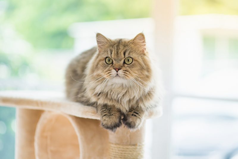 VET APPROVED
REVIEWED & FACT-CHECKED BY 
Dr. Chyrle Bonk 
DVM 
 
Average LifespanCare GuideLife StagesHow to Tell Your Persian Cat’s Age
Persian cats are undoubtedly one of the most sought-after and gorgeous breeds. These stunning cats are easily recognizable thanks to their luxurious coats and distinctive flat faces. Persians are known for their sweet and calm temperaments and are perfectly content being lap cats.
The lifespan of a Persian can be influenced by several factors, including their genetics, environment, and the level of care provided by their owners. <strong>The average lifespan can, therefore, vary but is somewhere in the 12-to-15-year range.</strong> Read on to learn more about how long Persians live and how to care for yours to extend their lifespan.
Persian Cat Average Lifespan
The median lifespan of Persian cats is approximately 12.5 years, though it’s not unusual for them to live until they’re 15 years or older. Unfortunately, this breed is prone to a number of health conditions, some of which can absolutely affect their lifespan. Prospective owners should consider pet insurance for their pets to provide themselves with some peace of mind that they’ll be covered in the event that their Persian develops an expensive health condition.
How to Care for Your Persian Cat for a Long Lifespan?
Feeding & Diet
Persians aren’t an extremely active breed, so care must be taken to ensure they don’t overeat for their activity level. Overeating and moving too little can lead to obesity and its related disorders (e.g., diabetes mellitus).
To ensure your Persian is getting the nutrients they need to stay healthy and keep their coat looking its best, choose a food that’s complete and balanced for their life stage. Foods containing omega fatty acids may improve your Persian’s coat and skin health, and those with insoluble fiber can address hairball issues if your kitty develops them.
Environment
Though Persians aren’t as active as other kitties, they still need plenty of opportunities to engage in instinctual behaviors to stay happy and healthy.
A scratching post provides your pet with an appropriate way to engage their natural scratching instincts. Cat trees are great for giving your Persian a high place to perch, hide, and watch over their territory.
Window seats are great, too, as they allow your pet a cozy place to watch the world go by <em>and </em>give them a warm spot in the sunshine to nap.
The <strong>Hepper Hi-Lo Modern Cat Scratcher</strong> is a functional and stylish design that makes it the ultimate scratching spot for your cat – and a superhero in the battle against furniture destruction. Unlike most cat toys that end up being ignored, this one’s a crowd-pleaser for both cats and their hoomans.
30 Reviews
Hepper Hi-Lo Cardboard Cat Scratcher with Real… 
Premium Materials – Hepper’s cardboard scratcher is made with dense, B-flute cardboard, and a metal…
High, Low and Lower – A single cat scratch pad won’t keep your cat engaged. 3 unique positions keeps…
Activates Muscles – The Hi Lo isn’t just a cat nail file to stop the chief cat couch scratcher. The…
Check Price on Amazon
With its 3 configurations, thick textured cardboard, and solid birch plywood frame, it encourages your cat’s natural scratching instincts, so they stay away from your precious furniture, rugs, and curtains, among all other things they shouldn’t scratch. The Hi-Lo is like your home’s mini guardian, keeping it safe while looking super sleek and trendy.
<em>At Catster, we’ve admired Hepper for many years, and decided to take a controlling ownership interest, so that we could benefit from the outstanding designs of this cool cat company!</em>
Care
Grooming a Persian is a process, but it’s a non-negotiable part of having a cat with such a beautiful coat. These high-maintenance kitties are prone to matting, so combing and brushing daily will be necessary to prevent painful tangles.
They may get more tear staining due to their facial anatomy. Daily eye cleaning with a face cloth can help keep the stains away.
Cleaning
Cleaning up after your Persian is much the same as cleaning up after other cats.
Keeping your kitty’s litter box clean will not only keep your home smelling fresh, but it’ll keep your pet happy and healthy, too. No cat wants to use a dirty litter box, and if yours isn’t up to your pet’s liking, they may hold their waste until you’ve cleaned it. This can lead to kidney or bladder damage, and since Persians are already at risk of certain kidney conditions, you must stay on top of the litter box cleaning duties.
Additionally, a clean litter box will prevent waste from sticking as easily to your Persian’s long hair, making grooming less messy.
Cleaning up after our pets is not the most enjoyable part of owning them. Despite keeping a clean litterbox, cat odors and stains may still exist around the house. Sometimes, even the best litter box setup needs extra help. If you’re tired of dealing with bad smells from litter boxes, Hepper Advanced Bio-Enzyme Pet Stain & Odor Eliminator Spray can help with the worst pet stains and smells. Additionally, the Advanced Bio-Enzyme Cat Litter Deodorizer neutralizes odors upon contact.
Hepper Advanced Bio-Enzyme Pet Stain & Odor Eliminator Spray
Hepper Advanced Bio-Enzyme Cat Litter Deodorizer Powder
Eliminates smells
<strong>Eliminates smells:</strong>
<strong>Eliminates smells:</strong>
Removes stains
<strong>Removes stains:</strong>
<strong>Removes stains:</strong>
Unscented
<strong>Unscented:</strong>
<strong>Unscented:</strong>
Light fresh scent
<strong>Light fresh scent:</strong>
<strong>Light fresh scent:</strong>
Works on multiple surfaces
<strong>Works on multiple surfaces:</strong>
<strong>Works on multiple surfaces:</strong>
Neutralizes odor within cat litter
<strong>Neutralizes odor within cat litter:</strong>
<strong>Neutralizes odor within cat litter:</strong>
Check Price 
Check Price 
<em>At Catster, we’ve admired Hepper for many years and decided to take a controlling ownership interest so that we could benefit from the outstanding designs of this cool cat company!</em>
Pairing/Breeding
If you’re not breeding your Persian, we recommend having them spayed or neutered. Sexually intact female cats have a seven-fold increase in risk for mammary tumors compared to their spayed counterparts. Couple this increased risk with the fact that Persians are already predisposed to develop such tumors, and you’ll see why we’re making this recommendation.
Healthcare
Unfortunately, Persians are prone to many potentially serious health conditions. One study of over 3,200 Persians found that at least one health condition was recorded in 64.9% of Persians. These conditions include disorders such as periodontal disease, eye discharge, and haircoat disorders. Knowing your kitty is prone to such issues can help owners understand what they need to look for when evaluating their pet’s health.
Persians are prone to developing polycystic kidney disease (PKD), a condition that causes cysts to form in the kidneys. PKD causes permanent damage but can be managed with a special care plan. Thankfully, genetic screening is available to prevent PKD from happening in future generations of Persians, so prospective owners must ensure their breeder has done the proper testing on their breeding cats.
Additionally, owners must be diligent with their Persian’s annual veterinary wellness exams to establish a baseline for their health and to catch potential problems before they have time to develop into something dire.
Remember to have regular vet visits when owning a Persian to keep their health and well-being. If you’re concerned about your cat’s health we suggest you speak to a vet.
  Speak To a Vet Online From the Comfort of Your Couch!
If you need to speak with a vet but can’t get to one, head over to <b>PangoVet</b>. It’s an online service where you can <b>talk to a vet online</b> and get the personalized advice you need for your pet — all at an affordable price!
 Click to Speak With a Vet
The Life Stages of a Persian Cat
The life stages of a Persian are the same as any other cat breed.
<i></i> <strong>Kitten (birth to one year):</strong> Your adorable newborn will soon turn into a highly active and playful kitten. This is the best time to introduce your cat to other people and pets and get them accustomed to the idea of daily grooming.
<i></i> <strong>Young Adult (1 year to 6 years):</strong> Commonly seen health problems in Persians (e.g., obesity and dental disease) may appear during this life stage. It’s essential to keep up with your annual wellness exams and vaccinations. Your young adult Persian may still retain some of their kittenhood playfulness, so ensure you’re paying close attention to their living environment to ensure they’re staying mentally and physically stimulated.
<i></i> <strong>Mature Adult (7 years to 10 years):</strong> Your mature Persian may be less inclined to play and more likely to spend their time napping. It’s more important now than ever that you engage them in play to keep them active and at a healthy weight. During this stage, your kitty may still look youthful, but they’ll be at a higher risk of developing health conditions that commonly affect older cats (e.g., diabetes, kidney disease). Close monitoring is essential.
<i></i> <strong>Senior (10+ years): </strong>Senior Persians may begin exhibiting behavioral changes (e.g., increased sleep, increased vocalization, etc.). They may need to start seeing the veterinarian once every six months versus once annually, as many changes can occur in a short period at this age. They may groom themselves less, which may mean you need to step in more. There will also be a greater risk of age-related health conditions such as cancer, heart disease, and kidney disease.
How to Tell Your Persian Cat Age
The younger your Persian is, the easier it’ll be to estimate their age. For example, until Persians are around six months old, they typically weigh one pound for every month of age (e.g., a four-month-old will weigh four pounds).
Baby teeth come in when they’re around two weeks old and will finish by eight weeks. At around four months, these baby teeth start to fall out, and the adult ones take their place. Once adult teeth come in, it can be challenging to guess age using teeth alone, though you may be able to guess by judging the wear and tear on the teeth.
The best way to determine your Persian’s age is to have them examined by a veterinarian. They can make a guesstimate depending on the state of your pet’s teeth, fur, eyes, and overall health. However, it’s essential to understand that your vet may not be able to pinpoint an exact age.
Conclusion
Persians may be prone to a number of health conditions, but they still have relatively long lifespans in the 12-to-15-year range. Ensuring you’re providing the proper nutrition, stimulation, environment, and care for your Persian can help your pet to live a long and healthy life. Stay up to date on your kitty’s vaccinations and ensure you’re attending those annual (or bi-annual, if your kitty is older) wellness exams to keep tabs on their health.
Sources
https://www.dvm360.com/view/malignant-mammary-tumors-biologic-behavior-prognostic-factors-and-therapeutic-approach-cats
https://www.nature.com/articles/s41598-019-49317-4
  
Featured Image Credit: ANURAK PONGPATIMET, Shutterstock
 How useful was this post? 
 <i></i> 
 <i></i> 
 <i></i> 
 <i></i> 
 <i></i> 
  Submit Rating  
 Help us improve Catster for pet parents! 
 Your feedback really matters. 
 What did you like about this post? Also how can we improve it? 
   Submit Feedback  
This post appeared first on catster.co How Long Do Persian Cats Live? Vet-Verified Lifespan & FAQ