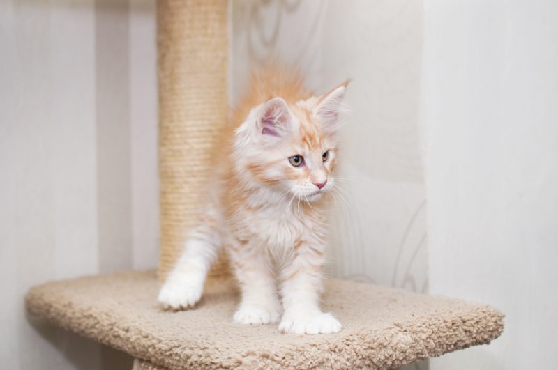 CharacteristicsHistoryRise in PopularityFormal RecognitionUnique FactsDo They Make a Good Pet?            
<!-- notionvc: 6e414c17-fa83-4ef8-b3f0-ffe399b119ec -->The Maine Coon already gets your attention without even looking at the cat’s feet and their polydactyly or extra toes. This trait can add extra digits to their paws. Polydactyl felines in general have an aura about them, no doubt, because of their association with author Ernest Hemingway. The Ernest Hemingway Home and Museum houses an estimated 60 cats, although they’re not Maine Coons. However, this breed specifically is known for carrying the polydactyl trait. Let’s learn more about these unique felines with extra digits.
Breed Overview
Height:
10–16 inches
Weight:
15–20+ pounds
Lifespan:
12.5+ years
Colors:
All colors and patterns except pointed
Suitable for:
Active families looking for an outgoing cat with dog-like qualities
Temperament:
Playful, intelligent, hardy, friendly
.breeds-overview { background: #f4fbfb!important; }.breeds-overview .breeds-overview__item p:nth-child(1) { color: #000000!important; }
The Maine Coon is an all-American cat breed, with their origin being right in the breed name. The state of Maine even has made them their state cat. It’s fitting, given the feline’s hardiness and muscular bodies. They can handle whatever the Maine climate sends them. It’s not just about the kitty’s large size. Their coat is weather-resistant, which gives them an edge during the harsh winters.
The Maine Coon is almost dog-like in their behavior. It’s one thing that attracts enthusiasts to the breed. Legends exist regarding the cat and their origins. The stories seem to match the large size of the feline. Most interestingly, their polydactyly is symbolic of the breed’s acceptance in cat registries and adds another interesting layer to the pet’s story.
Polydactyl Maine Coon Characteristics
Energy
+ 
A high-energy cat needs a lot of physical and mental stimulation to keep healthy and happy, while a low-energy cat needs minimal physical activity, but still needs mental stimulation. When choosing a cat, It’s important to ensure their energy levels match your lifestyle.
Trainability
+ 
Cats that are easy-to-train are more willing and skilled at quickly learning prompts and actions with minimal training. Harder-to-train cats are usually more stubborn or aloof and require a bit more patience and practice.
Health
+ 
Certain cat breeds are more prone to various genetic health problems, and some more than others. This doesn’t mean that every cat in those breeds will have these issues, but they do have an increased risk, so it’s important to understand and prepare for any additional needs they may require.
Lifespan
+ 
Due to their size or potential genetic health issues of a specific breed, some cats have shorter lifespans than others. Proper nutrition, exercise, mental stimulation, and hygiene also play an important role in your cat’s lifespan and quality of life.
Sociability
+ 
Some cat breeds are more social than others, both towards humans and other cats and animals. Cats that are more social have a tendency to rub up on strangers for scratches or jump on laps for cuddles, while cats that are less social shy away, hide, are more cautious, and even potentially aggressive. No matter the breed or gender, it’s important to socialize your cat and expose them to many different situations.
The Earliest Records of the Polydactyl Maine Coon in History
We know that the Maine Coon is one of the oldest breeds in North America. That probably explains its fascination among enthusiasts. The precise origins of polydactyly are unclear, but it begins with the cat. Some tales link the breed with the Vikings. Others credit Marie Antoinette with the feline’s origin. The truth is probably less romantic, involving seafarers traveling to the New World with their cats.
The Maine Coon’s story probably follows a similar path as early feline domestication in the Fertile Crescent roughly 12,000 years ago. Cats proved themselves useful as pest control on ships. Hardiness was another desirable trait under these challenging conditions. However, their known history goes back to the 19th century.
How the Polydactyl Maine Coon Gained Popularity
Pest control undoubtedly helped propel the feline’s popularity. Their hardiness and adaptability to the harsh climate were points in their favor. Their size and dog-like manners also endeared them to fans of this breed. This job nurtured the intelligence and temperament of the breed. Animals assigned to perform pest control have an independent streak, which is helpful for this job.
However, the polydactyl Maine Coon is also a friendly cat. This animal doesn’t hide when things are happening in the household. They want to know what’s going on in most cases. They are very people-oriented, which endeared them to cat lovers. It also helps that they get along with other household members, whether kids or dogs. They’re relatively tolerant and easygoing overall.
Formal Recognition of the Polydactyl Maine Coon
The Cat Fanciers’ Association (CFA) recognized the Maine Coon in 1976. The International Cat Association (TICA) followed in 1979. The polydactyl Maine Coon received its separate designation from the TICA in 2015. It’s worth noting, however, that the CFA considers this trait worth withholding the animal from the show ring.
Top 4 Unique Facts About the Polydactyl Maine Coon
1. Polydactyly Is a Dominant Trait
Only one parent has to contribute a copy or allele of this trait for it to present visually, making it a dominant trait.
2. No Preference for the Degree of Polydactyly Exists With the TICA Breed Standard
TICA seems to reward the polydactyly trait no matter how it appears in Maine Coon cats. The importance lies in its presence in the felines. On the other hand, the CFA doesn’t view it with merit.
3. The Polydactyl Maine Coon Is a Late Bloomer
Like big dogs, the Maine Coon is slow to mature, reaching their full size at 3 to 4 years. Keep this fact in mind when getting a kitten. The parents should be at least this age before breeding. A reputable seller will ensure this is the case. We suggest asking about the adults’ history to ensure you get a healthy pet.
4. The Polydactyl Maine Coon Isn’t the Only Animal With Extra Toes
Scientists have identified this trait in a few dog breeds, including the Great Pyrenees, Yorkshire Terrier, and Shetland Sheepdog.
Does the Polydactyl Maine Coon Make a Good Pet?
There’s a lot to be said for a hardy cat that is tolerant of many things. That describes the polydactyl Maine Coon, extra toes aside. They are hardy and relatively healthy. They are playful and agreeable with most pets and people, including kids. They are intelligent but need enrichment. That’s true of any animal to prevent boredom, though, as a bored pet is a destructive one.
The polydactyl Maine Coon loves people, so they thrive best with pet owners who interact with their cats often. These felines need this attention. They are good pets if they get the love and mental stimulation they need. You should groom your pet regularly, checking their ears and trimming their nails to keep them used to this handling.
The polydactyl Maine Coon loves attention, but they aren’t cuddlers. They like to observe and interact on their own terms. Nevertheless, these cats are sweethearts if you want a pet that stays involved with the household.
Health concerns with the Maine Coon are minimal, and the effects of being polydactyl are minimal. The cats adapt to their differences without any problems.
Conclusion
People often describe the polydactyl Maine Coon as a gentle giant because of the animal’s relatively large size compared to other cats. They have big mitts to match their large bodies. While the CFA doesn’t recognize this variation, the TICA embraces them with their own designation. Many find this trait endearing and unique. Nonetheless, this cat couldn’t be friendlier or more playful.
Sources
Hemingway Home
State Symbol USA
Maine Coon Cat
Nature Articles
Tica Org
Acfa Cat
NCBI
NCBI
Pub Med
https://pubmed.ncbi.nlm.nih.gov/26862149/
Featured Image Credit: Kutikova Ekaterina, Shutterstock
<!-- FeedbackWP Plugin -->
    <!-- Rating widget -->  
        How useful was this post?      
            <i></i>          
            <i></i>          
            <i></i>          
            <i></i>          
            <i></i>          
          Submit Rating        
  <!--Structured data -->          <!-- Feedback widget -->    
    Help us improve Catster for pet parents!  
    Your feedback really matters.  
      What did you like about this post? Also how can we improve it?    
              Submit Feedback        
This post appeared first on catster.co Polydactyl Maine Coon Cat Breed: Info, Pictures, Care & Facts