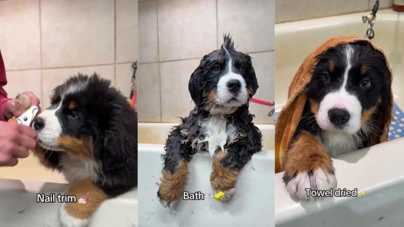 Bernese Mountain Dog Puppy Is Cutest During Grooming Session